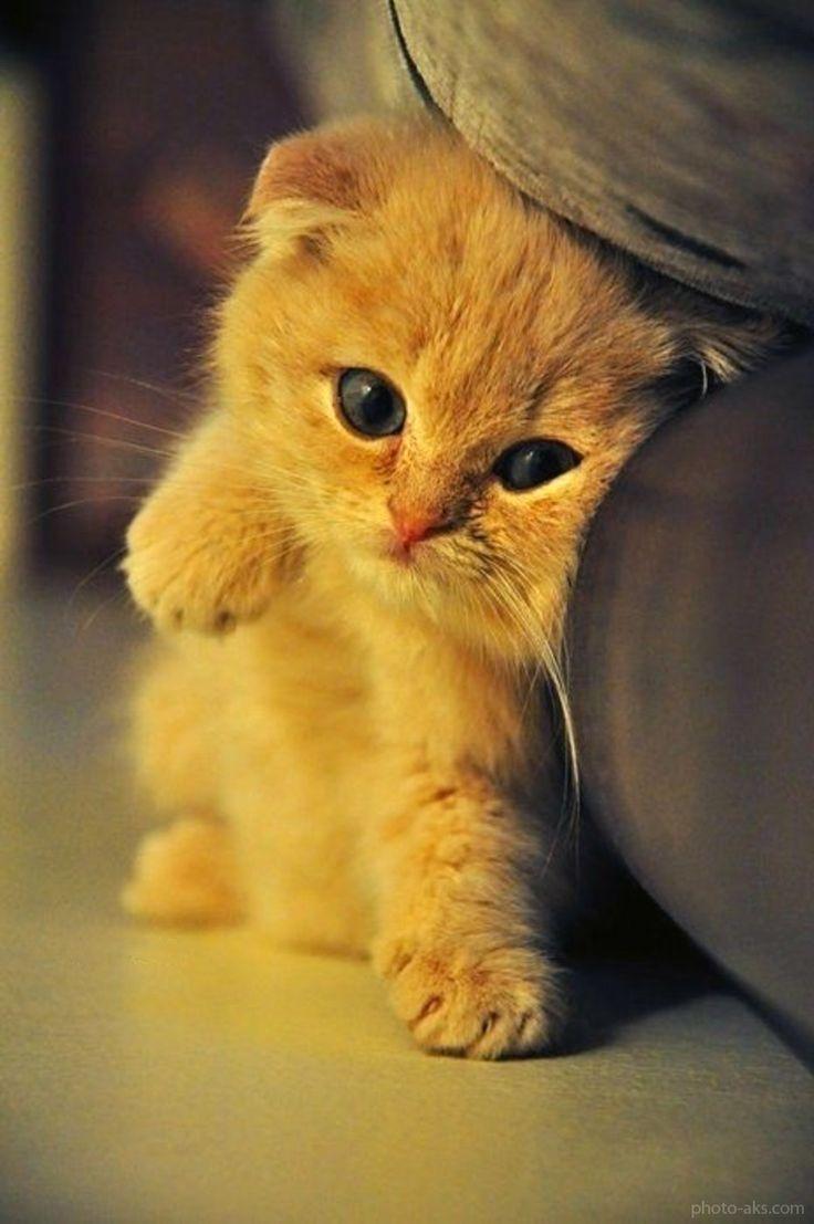 Cute baby Cats Wallpaper for Android