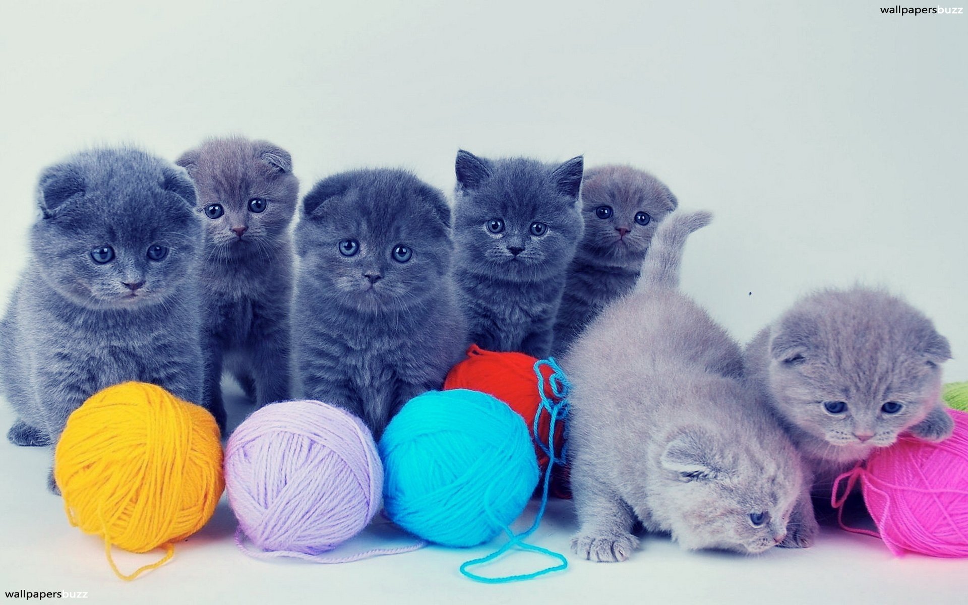 Baby Kitten Wallpaper