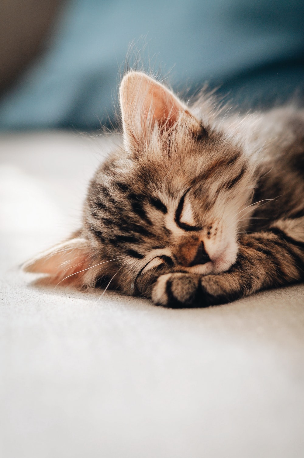 brown tabby kitten lying on white textile photo