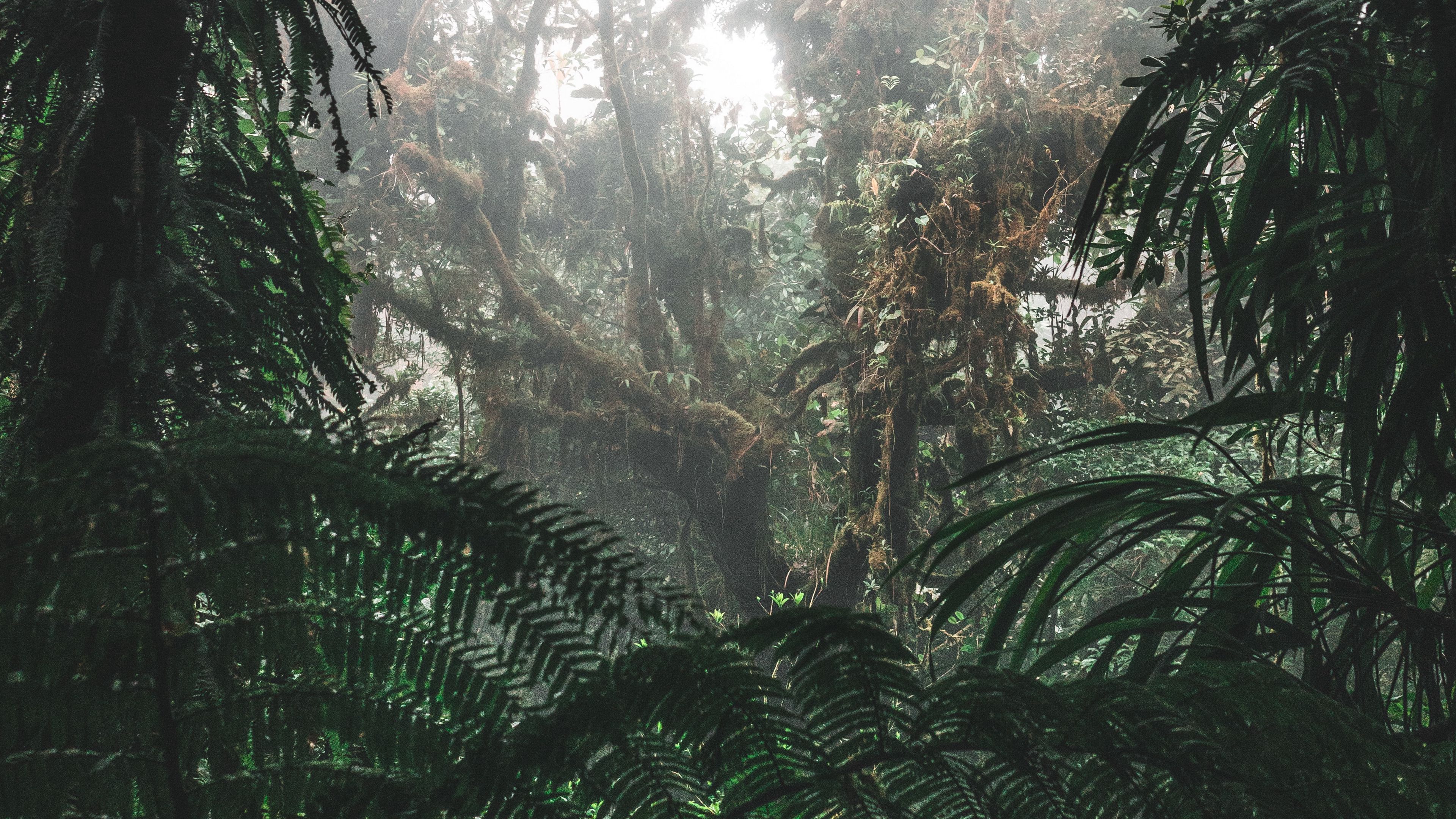 Download wallpaper 3840x2160 jungle, forest, fog, trees, bushes, tropics 4k uhd 16:9 HD background