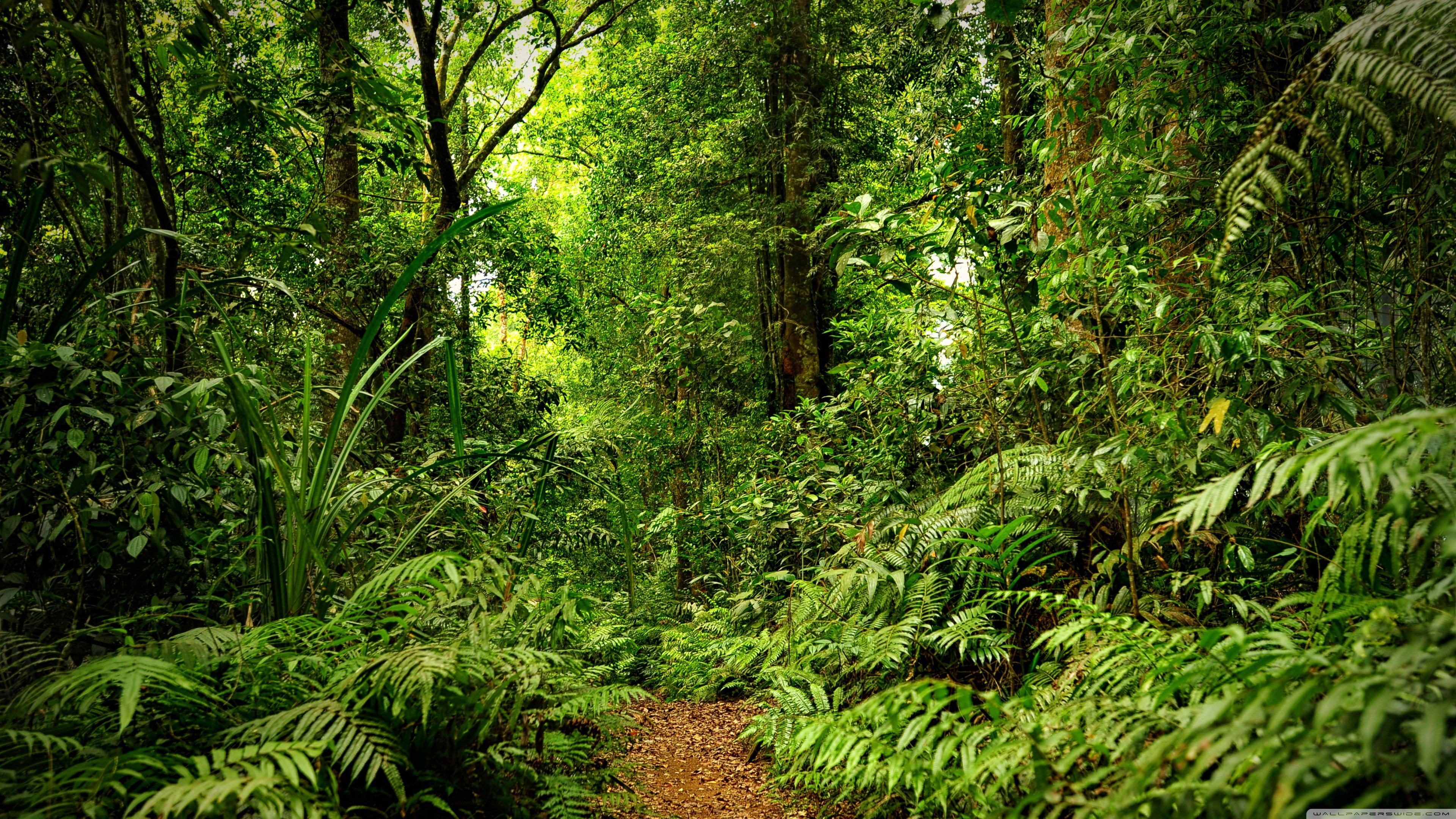Rainforest 4k Wallpapers  Top Free Rainforest 4k Backgrounds   WallpaperAccess