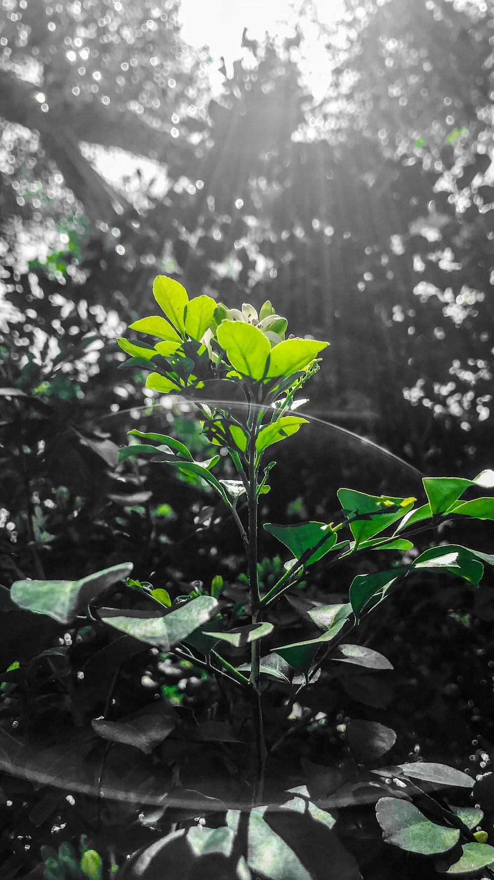 green leaf plant near tall trees photo