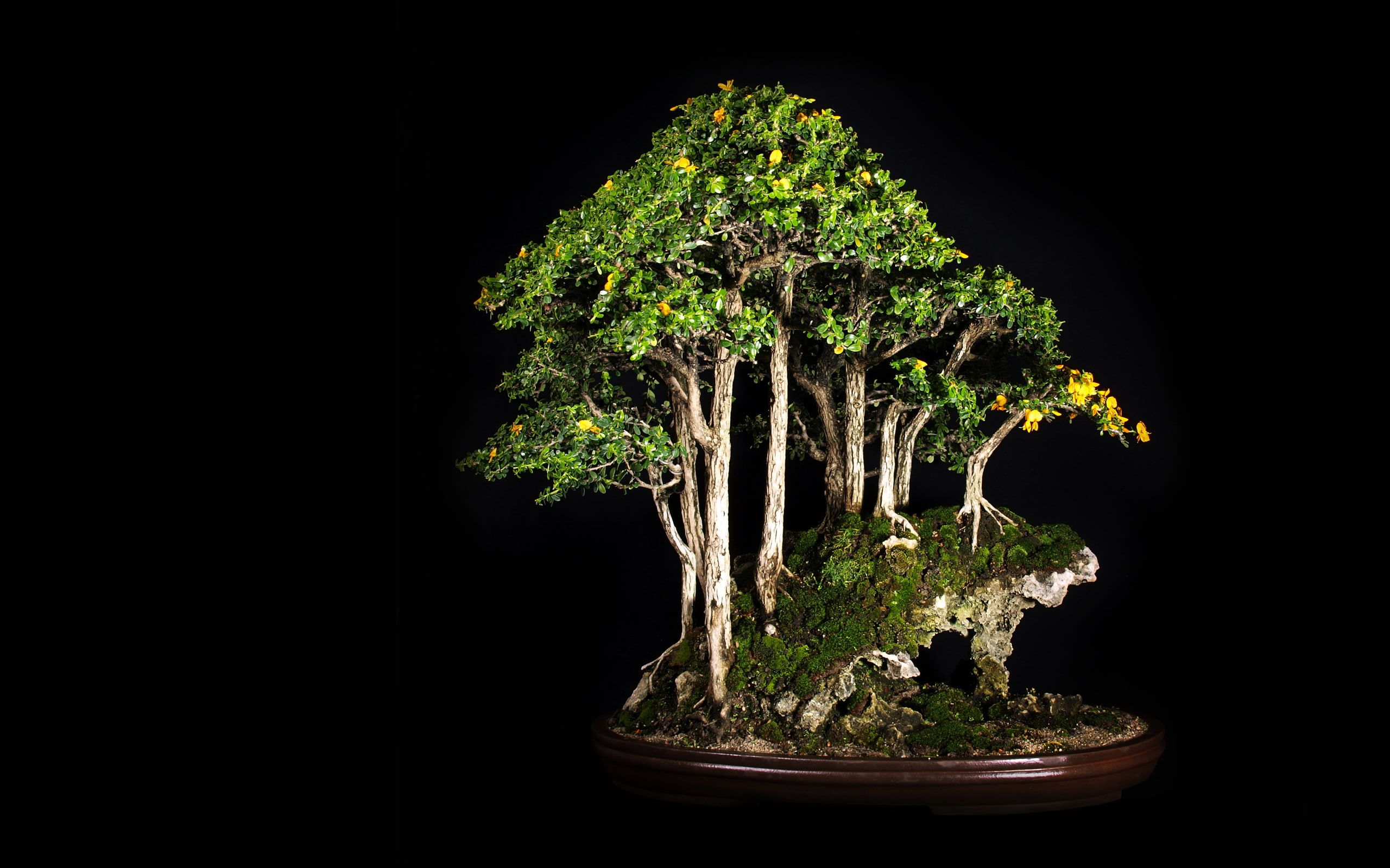 Tree Bonsai Tree Black HD #nature #black #tree #bonsai K #wallpaper #hdwallpaper #desktop. Bonsai tree, Bonsai, Bonsai garden