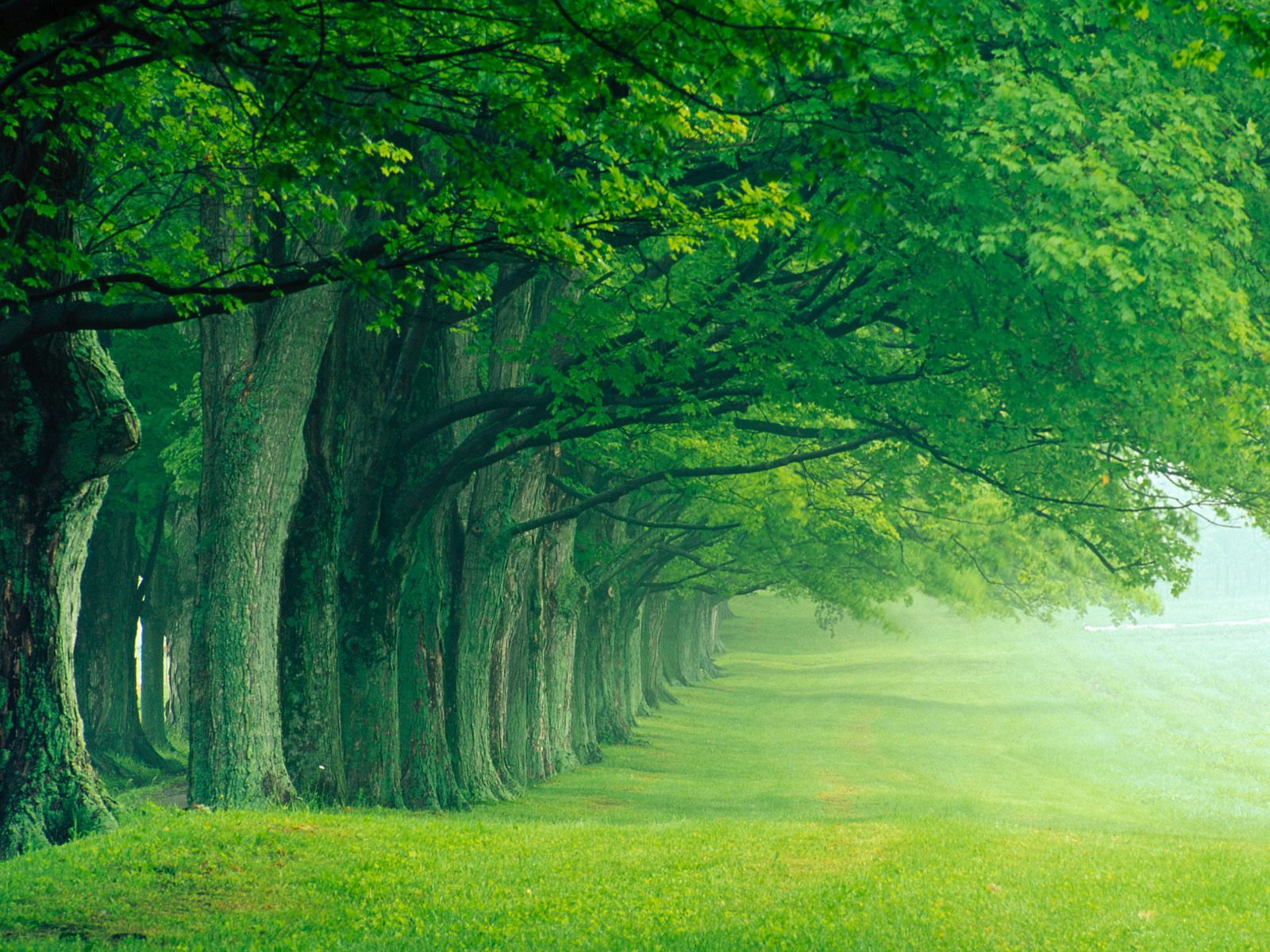 Download Desktop Wallpaper Field With A Tree Planting