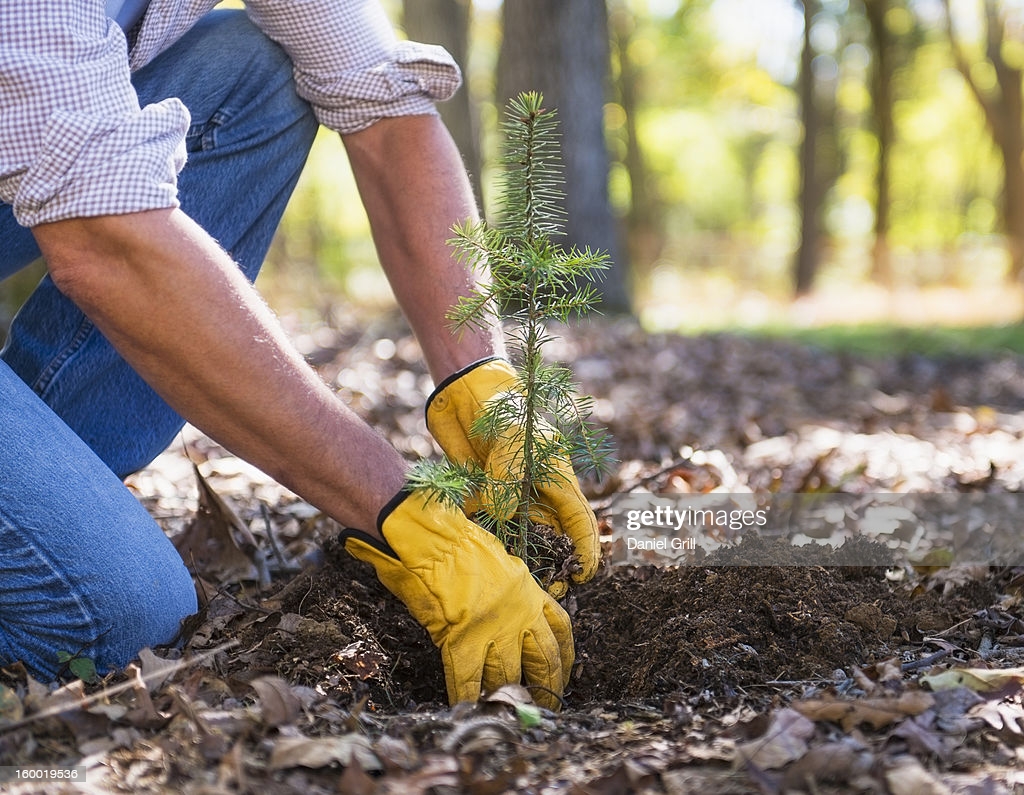 Tree Planting Photo and Premium High Res Picture