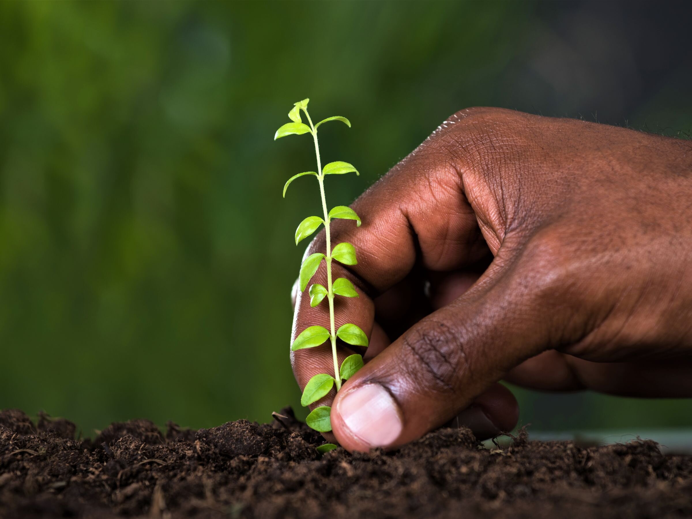 Give To Grow a Tree believe that tackling poverty & protecting the environment are inseparable