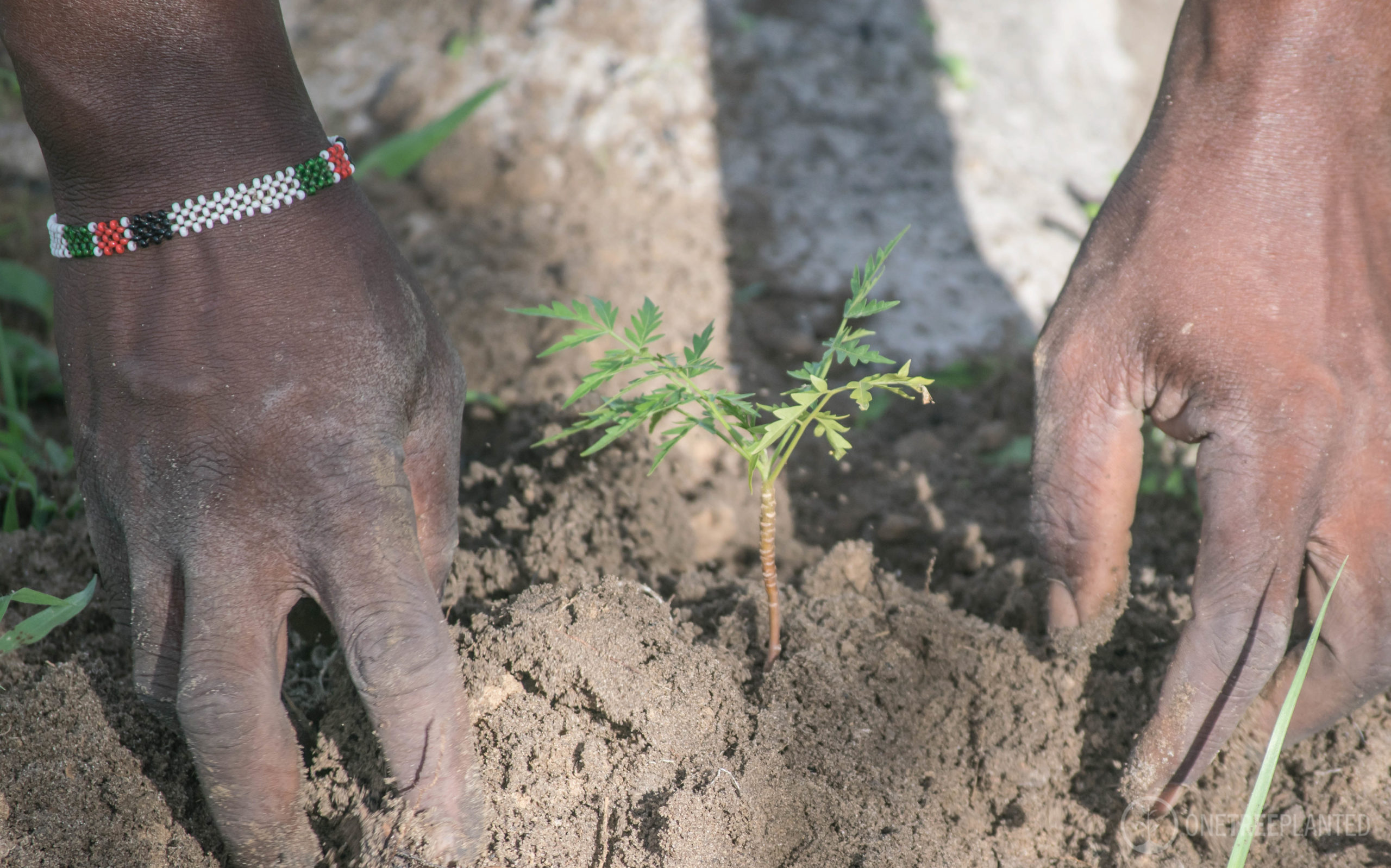 GlobeScan Announces Partnership with One Tree Planted