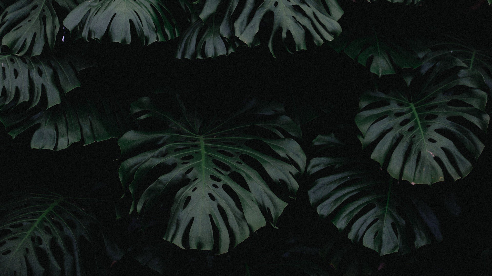 Dark Plant Wallpapers - Wallpaper Cave