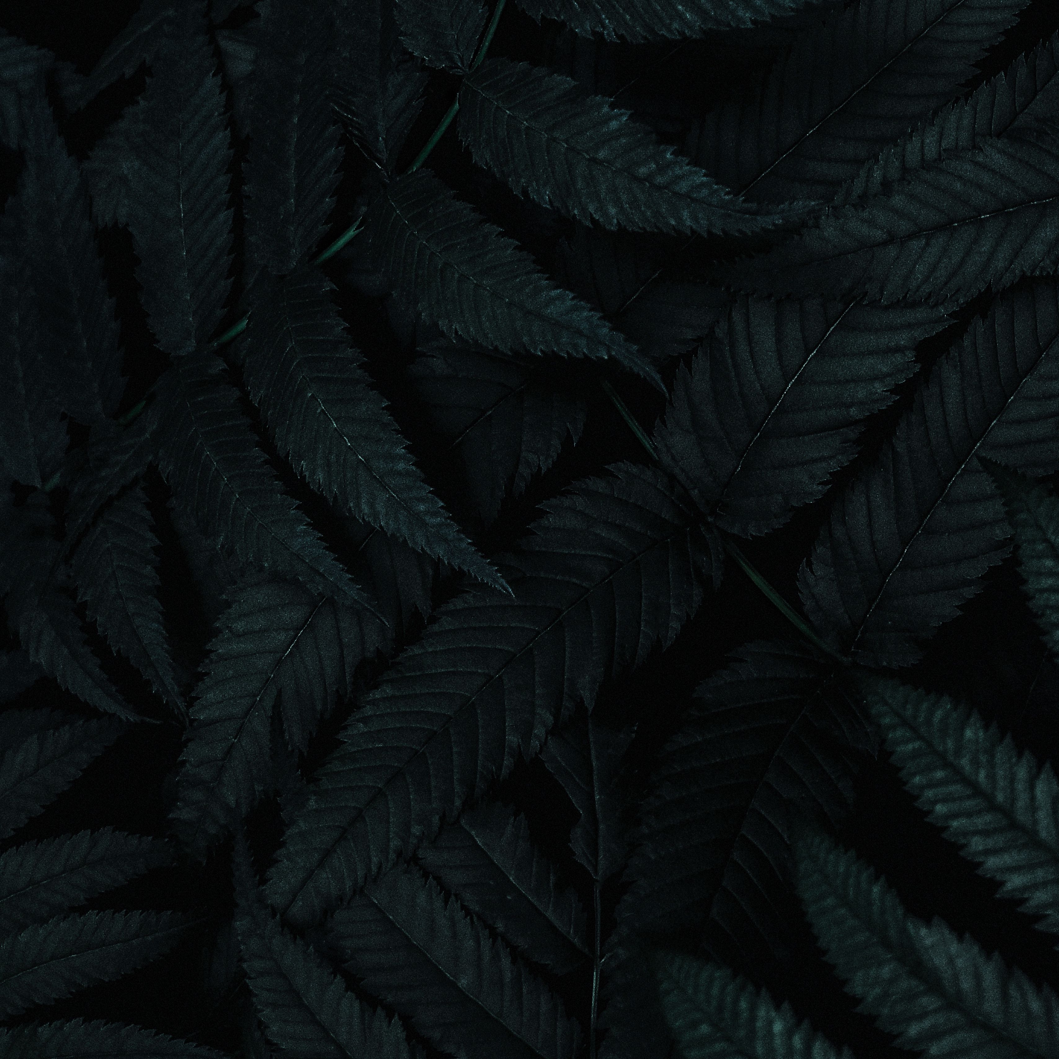 Download wallpaper 3415x3415 leaves, dark, plant, carved, bush ipad pro 12.9 retina for parallax HD background