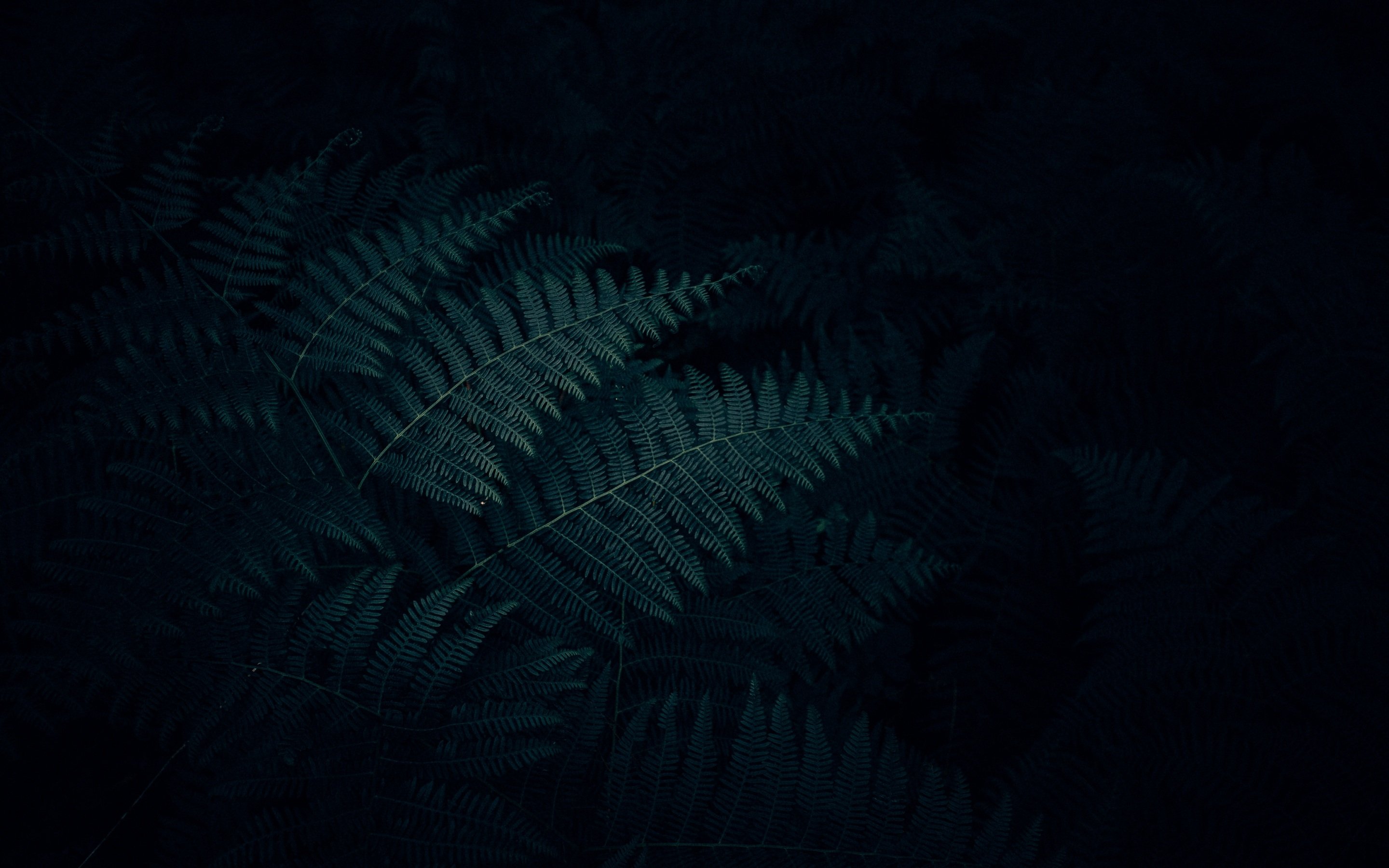 Dark Plant Wallpapers - Wallpaper Cave