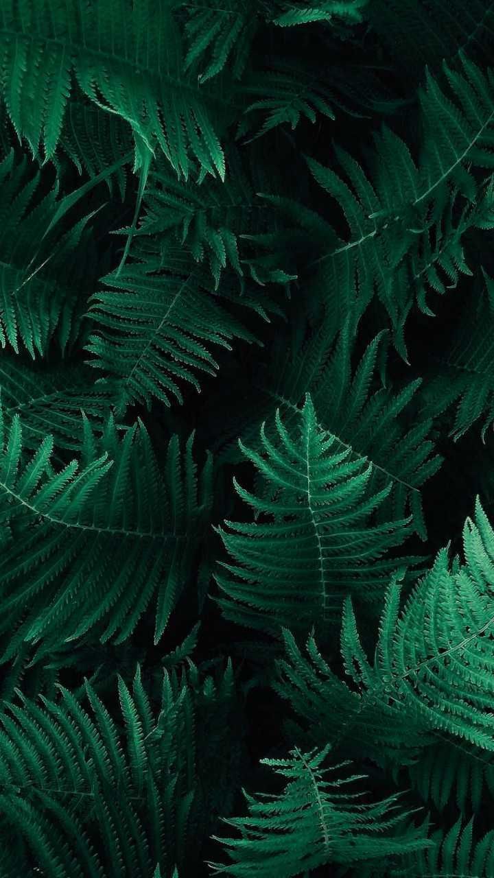 3D Plant Wallpaper