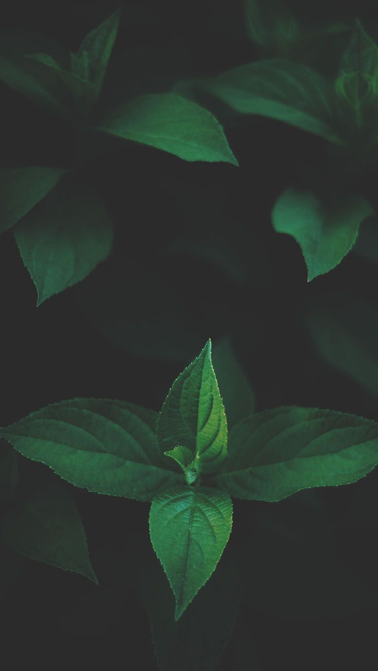 Botanical iPhone Xs Max Wallpaper. Preppy Wallpaper. Dark wallpaper, Leaf background, Mystic wallpaper