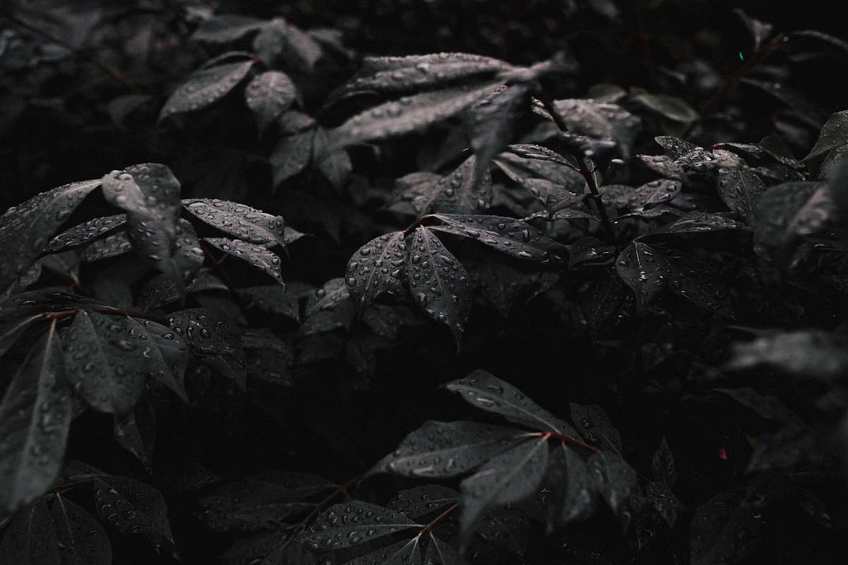 Black Grayscale Photo Of Plant Black Wallpaper Image Free Photo