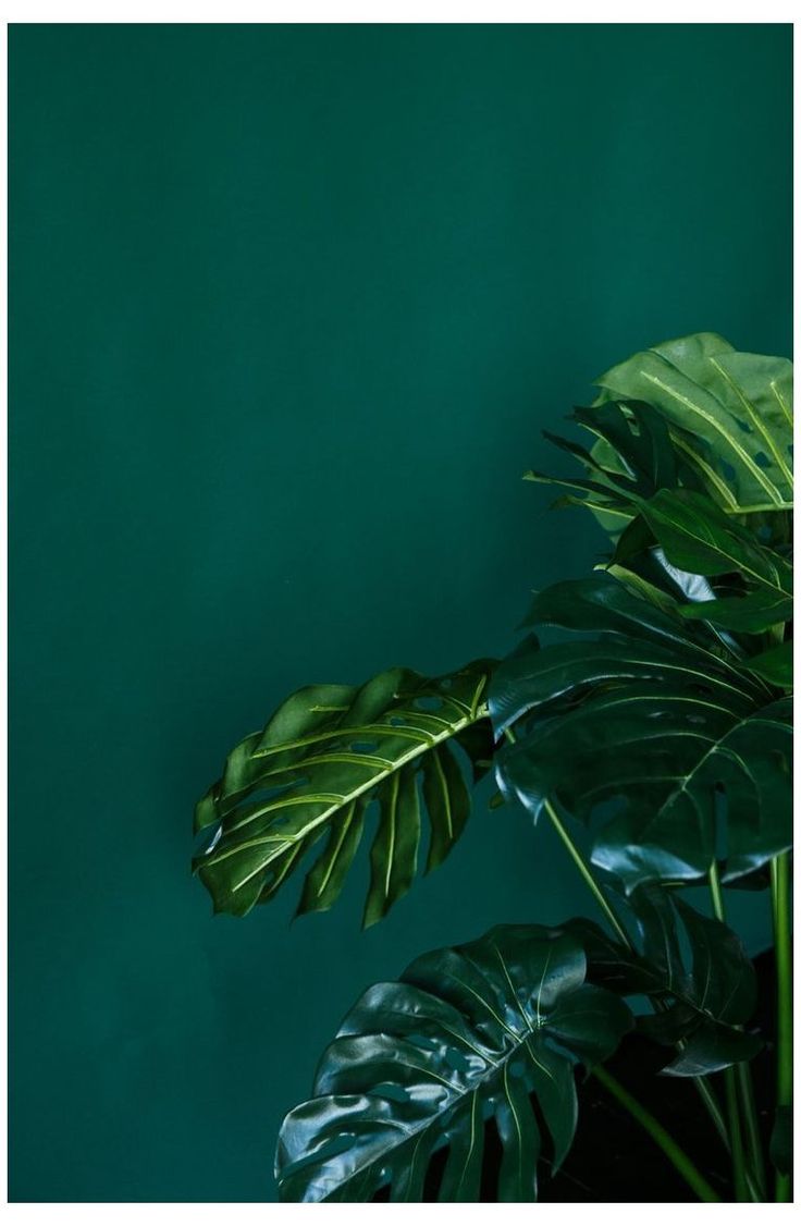 anchhez. wallpaper. обои. for phone #emerald #green #wallpaper #emeraldgreenwallpaper. Dark green aesthetic, Green wallpaper, Green aesthetic