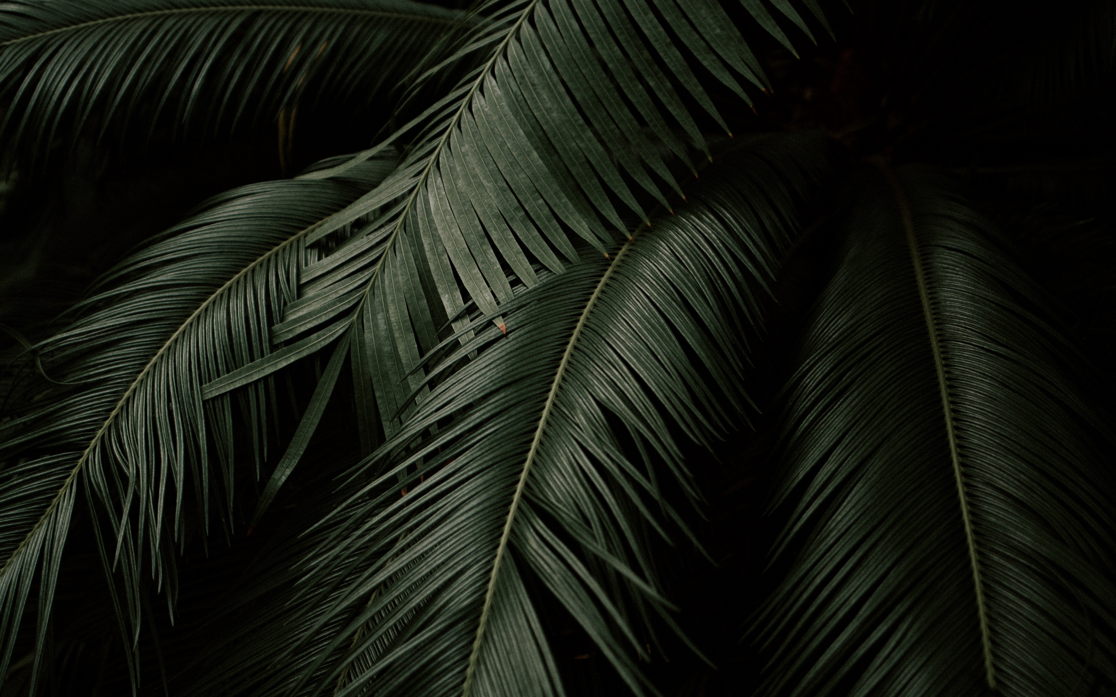 Wallpaper Leaves, Plant, Green, Dark, Botanical Garden