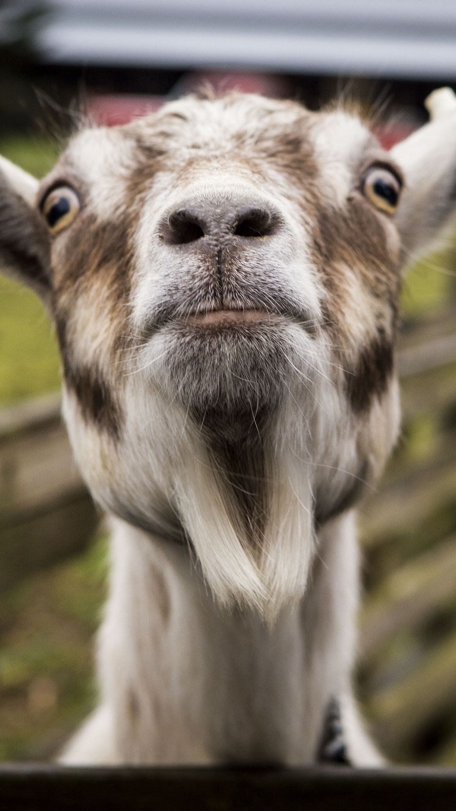 Funny Goat Wallpaper Free Funny Goat Background