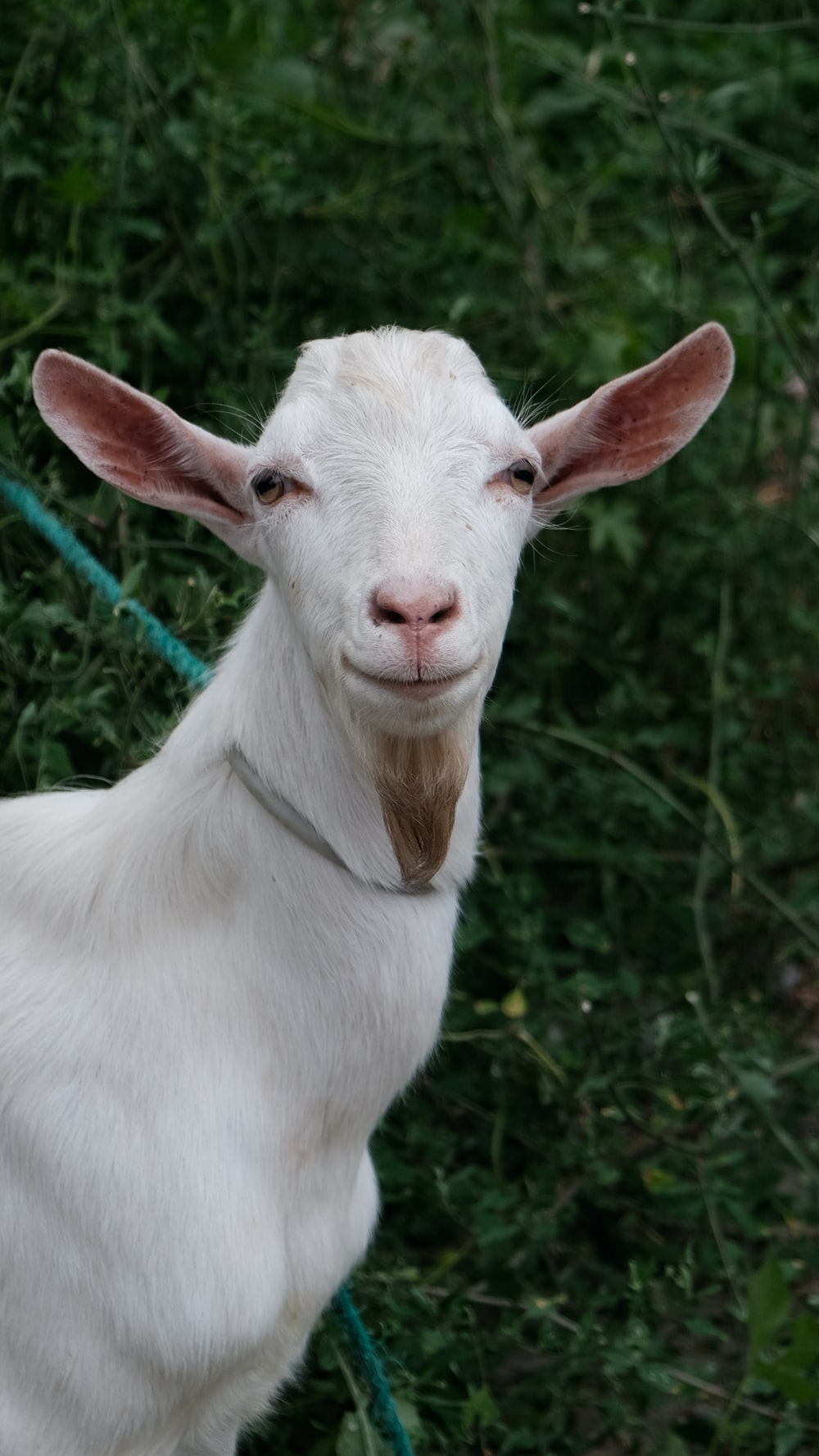 Funny Goat Picture. Download Free Image