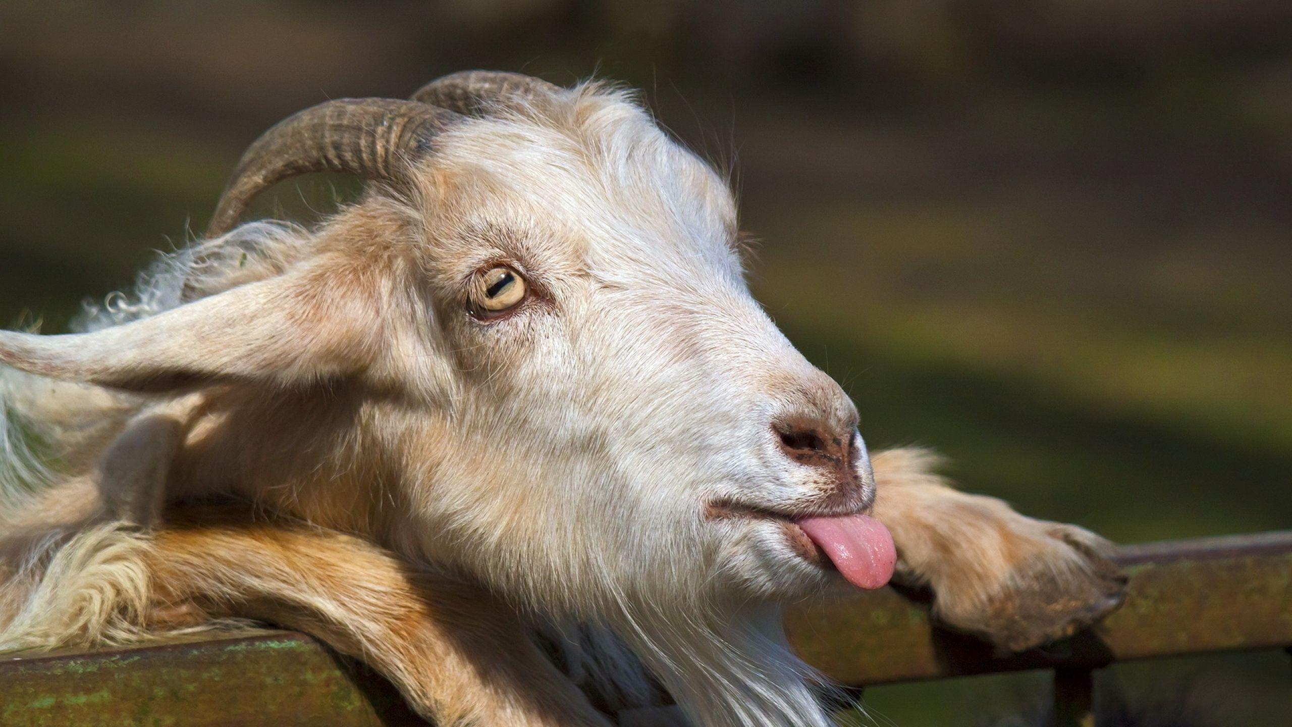 Funny Goat Wallpaper Free Funny Goat Background