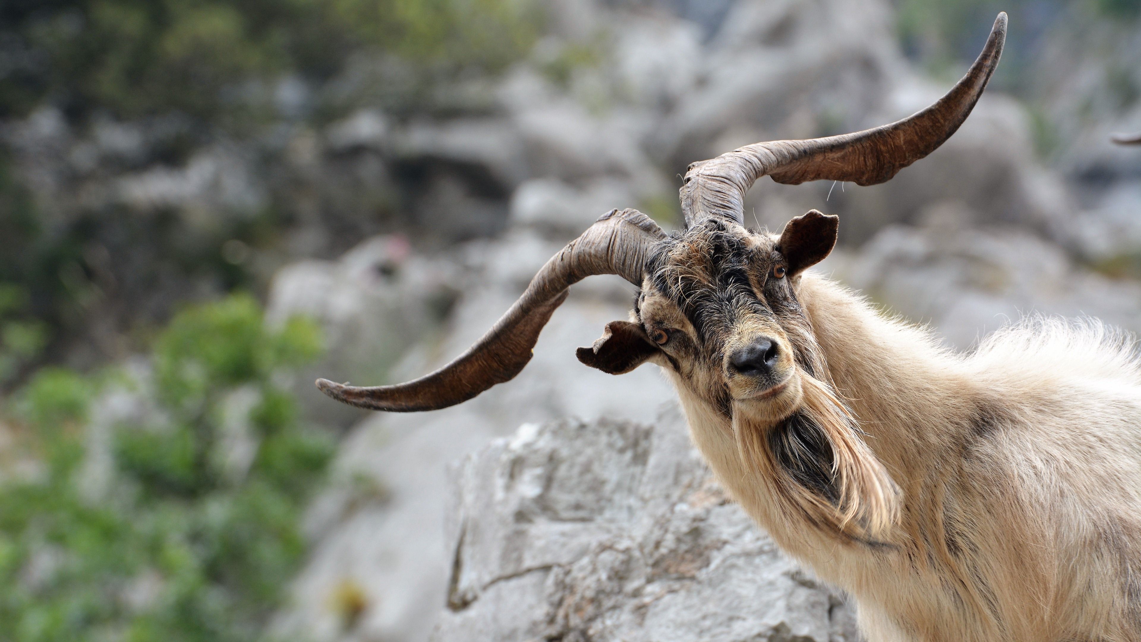 Funny Goat Wallpaper Free Funny Goat Background