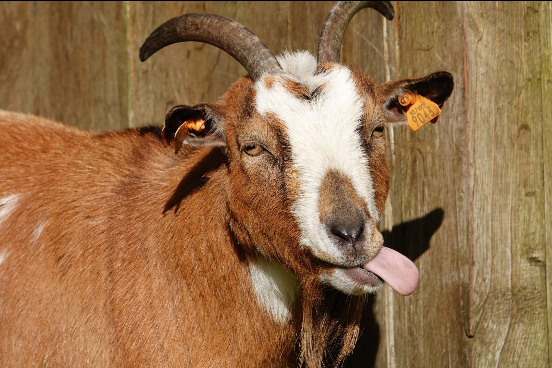 Funny Goat Picture You'll Love. Reader's Digest