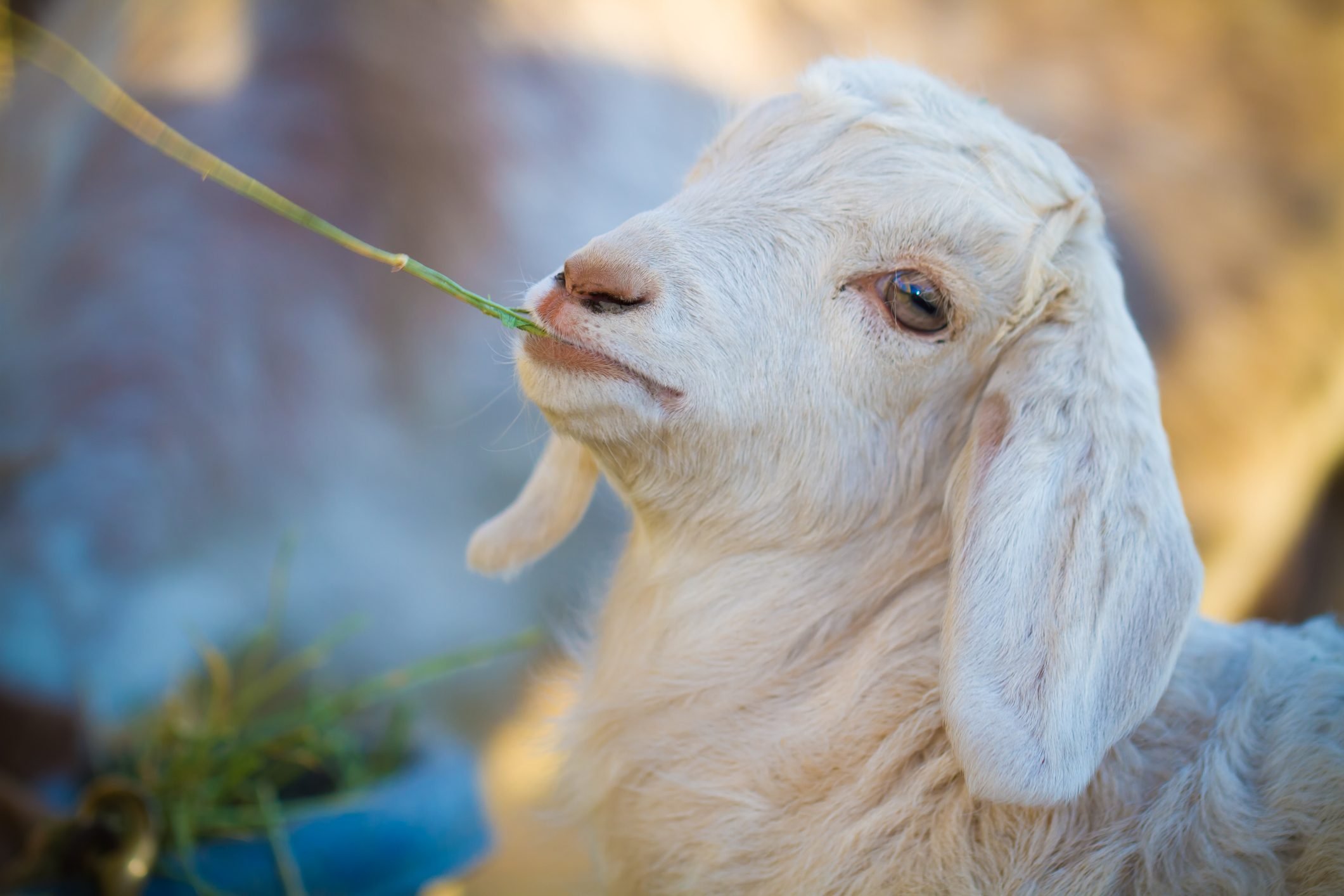 Funny Goat Wallpapers Wallpaper Cave