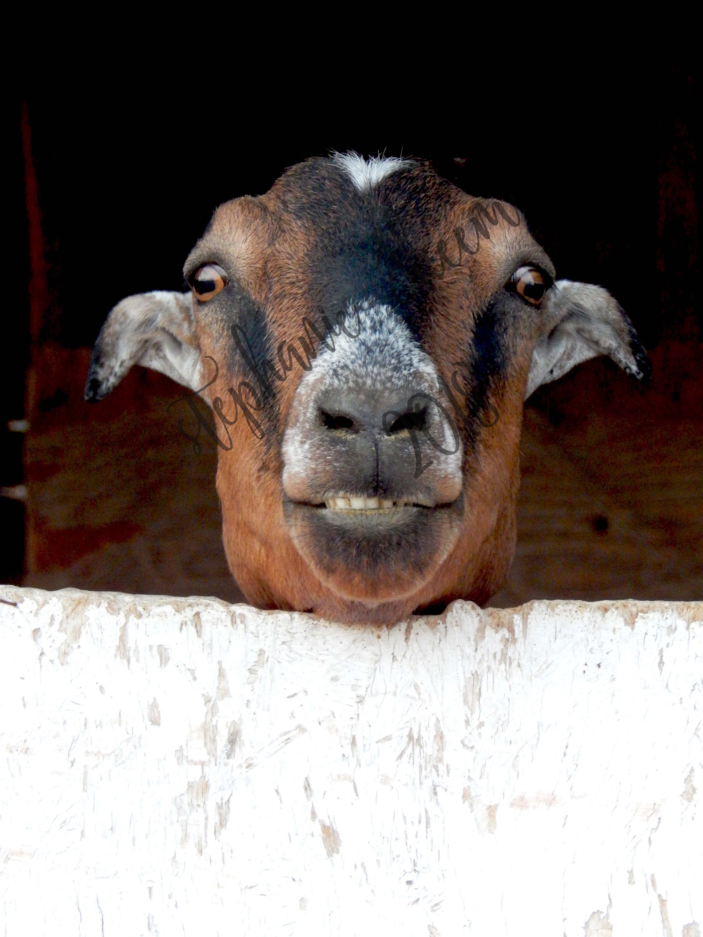 Smililng Goat Picture Happy Goat Funny Animal Image