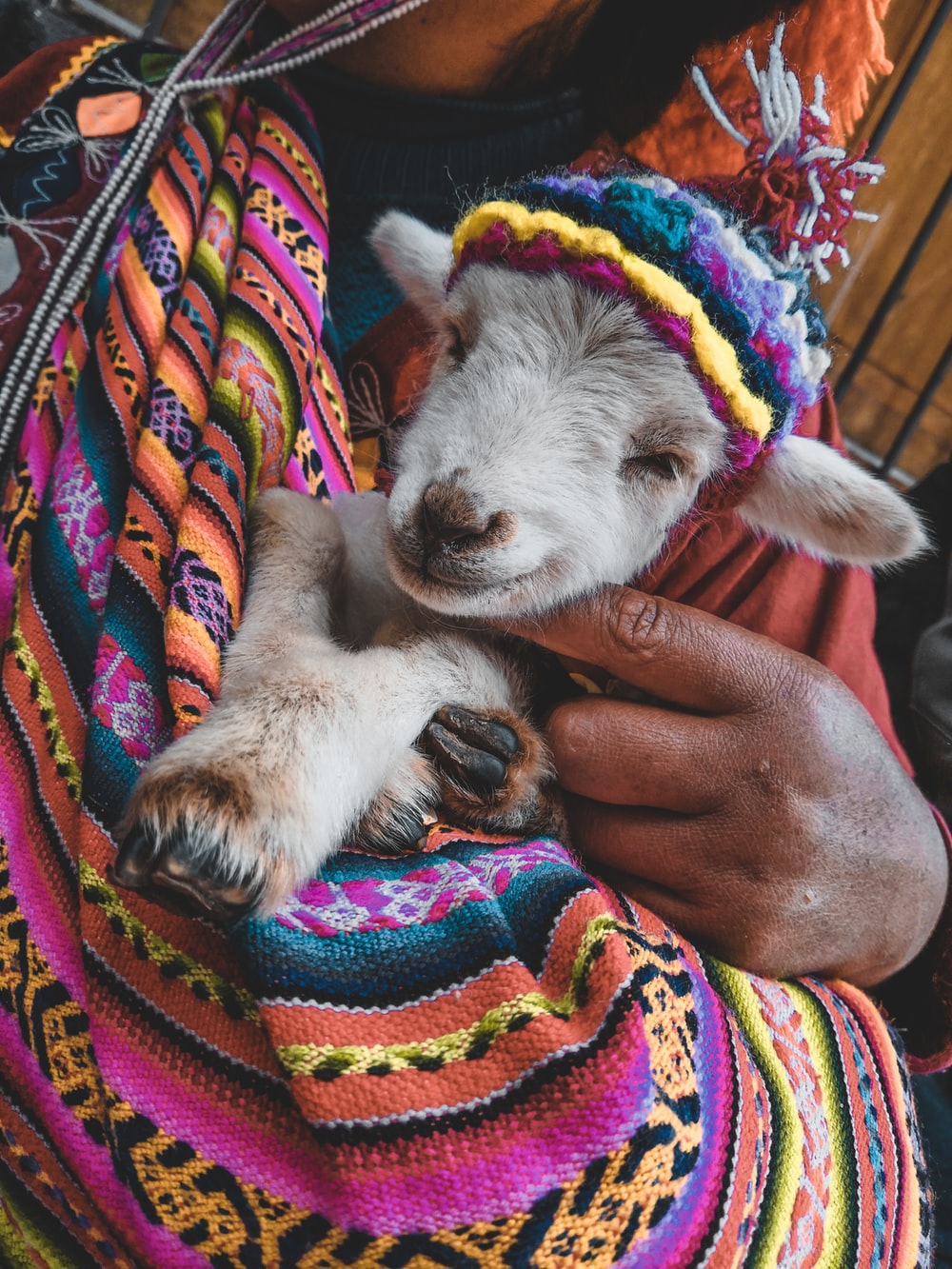 Funny Goat Picture. Download Free Image