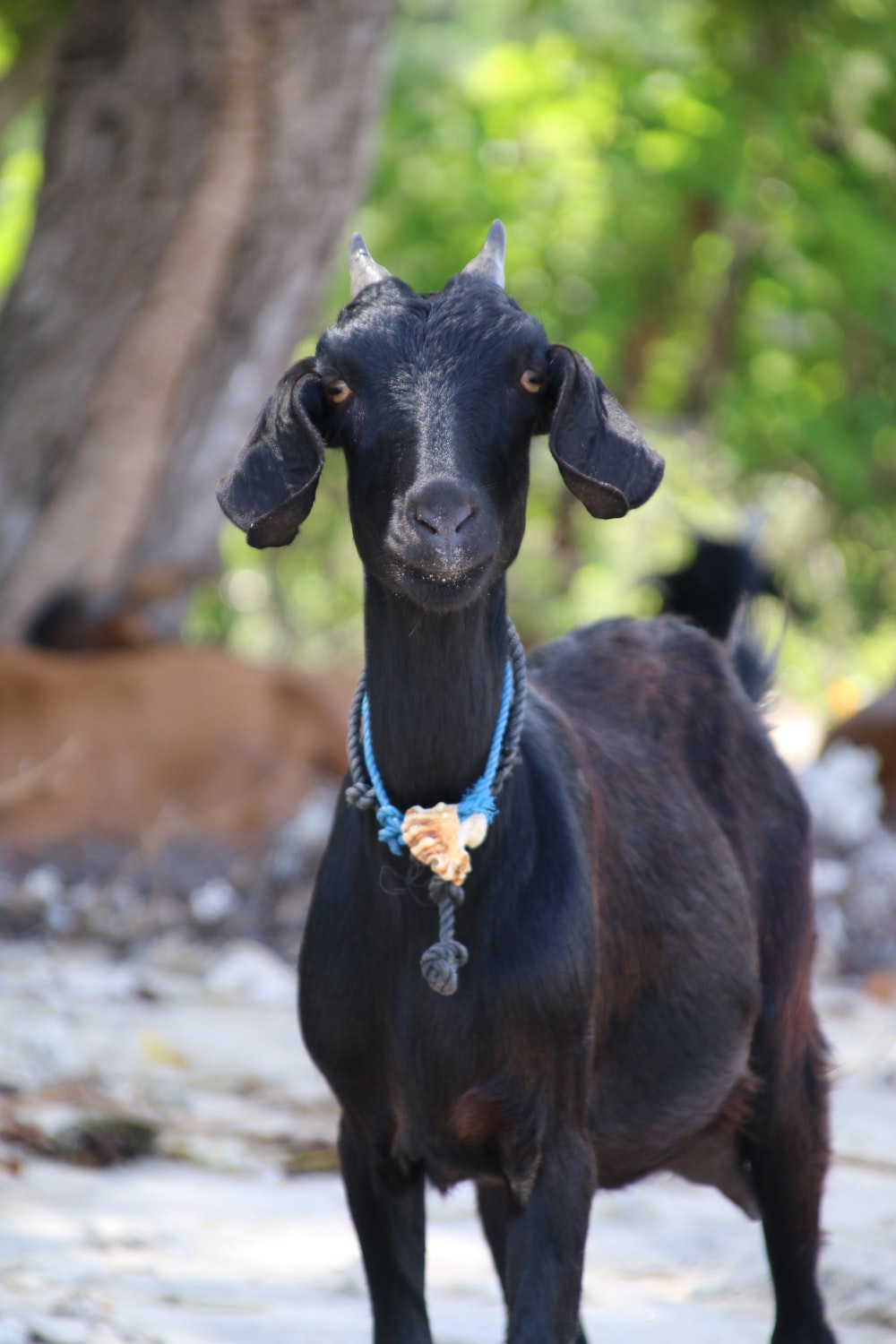 Funny Goat Picture. Download Free Image