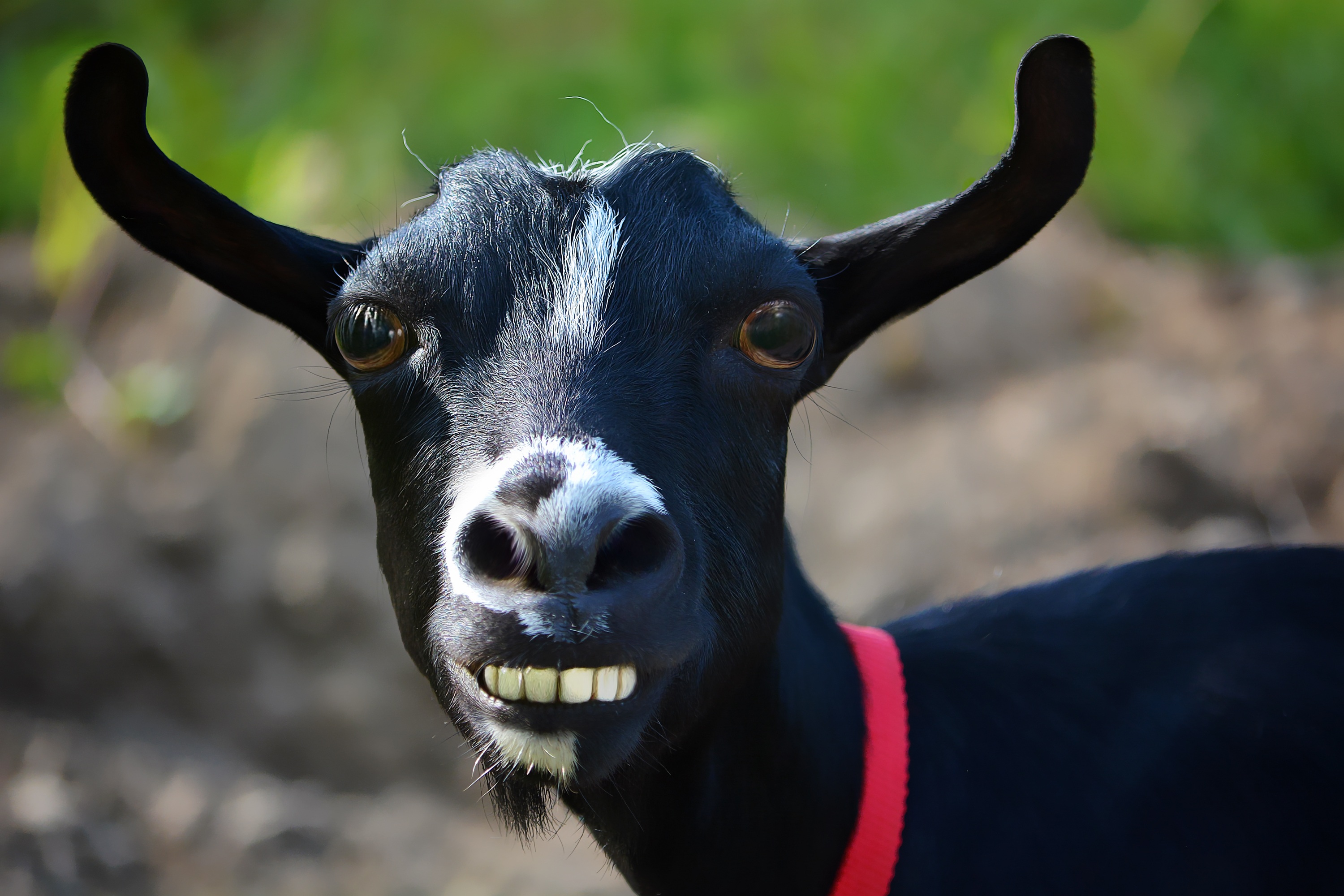 Funny Black Goat, head portrait free image download
