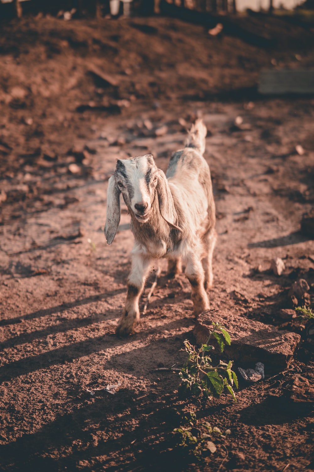 Funny Goat Picture. Download Free Image