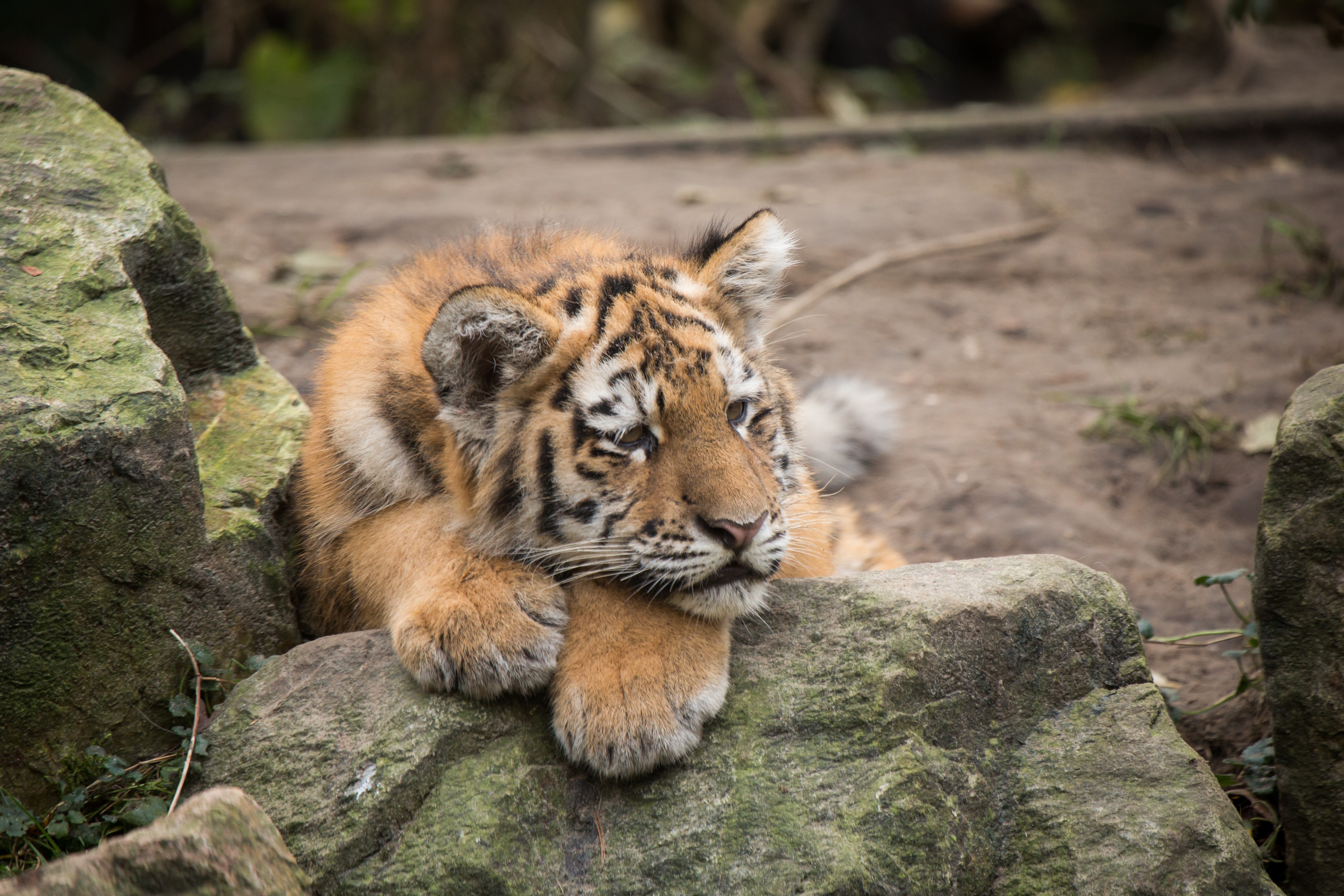 Wallpaper Wild, Lying Down, Predator, Rocks, Tiger, Lazy:5184x3456