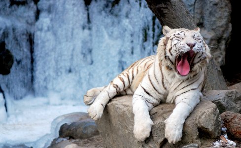 Lazy White Tiger Desktop Background Wallpaper