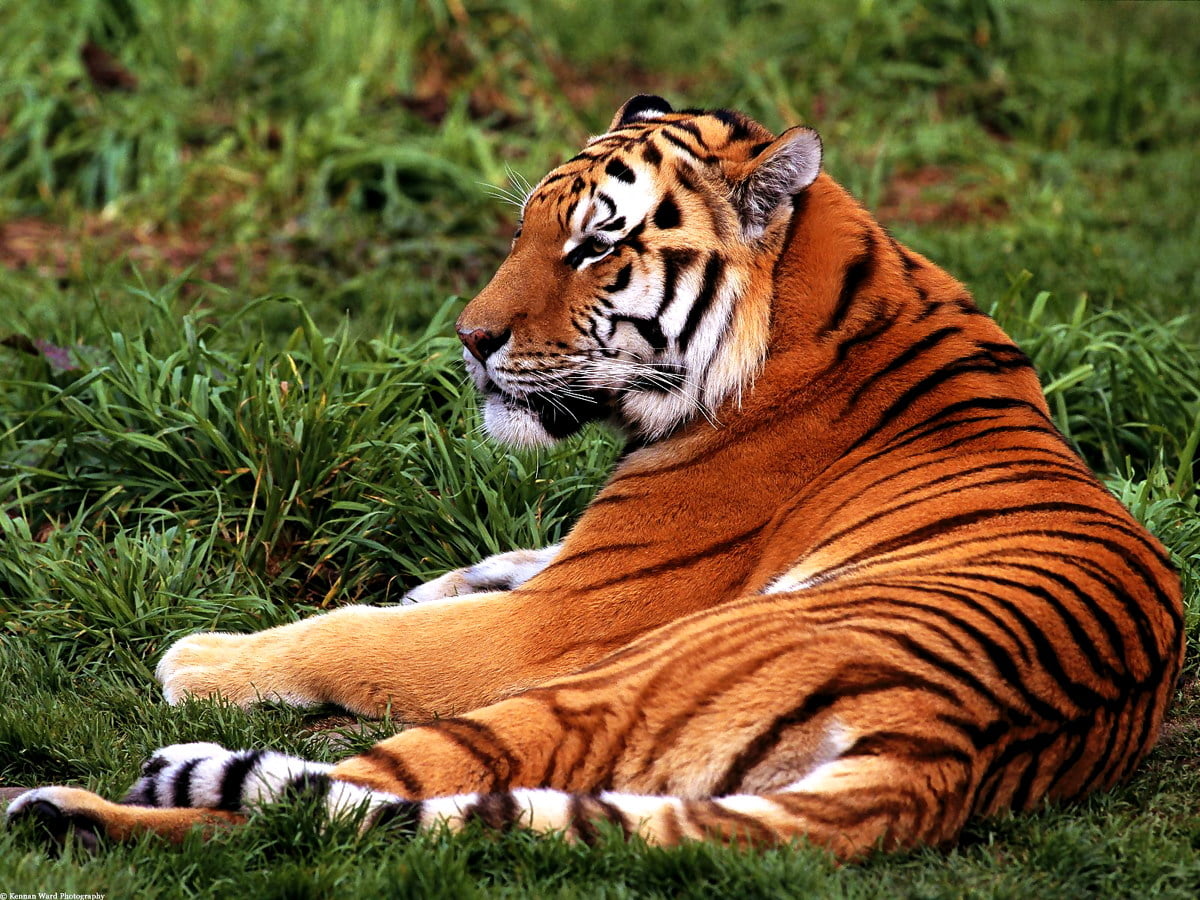 Cool wallpaper Tiger, Wildlife, Bengal Tiger. FREE Download background