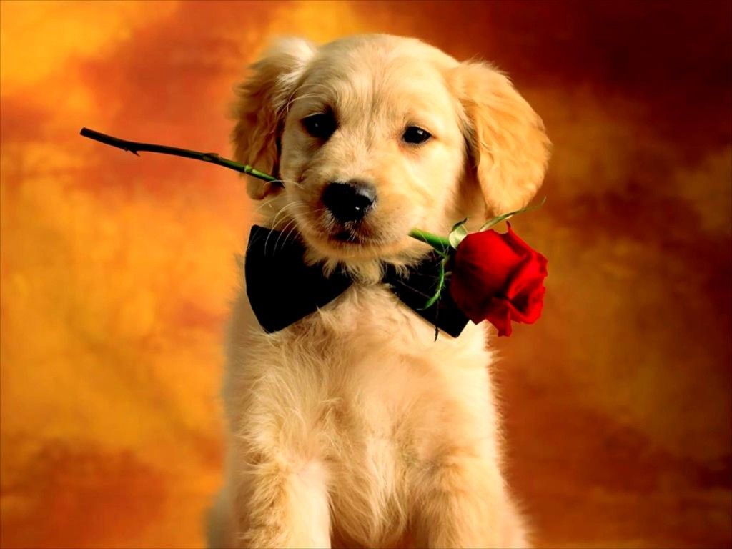 Cute Puppy Valentine Picture Valentines Day Puppy With Bow Ties