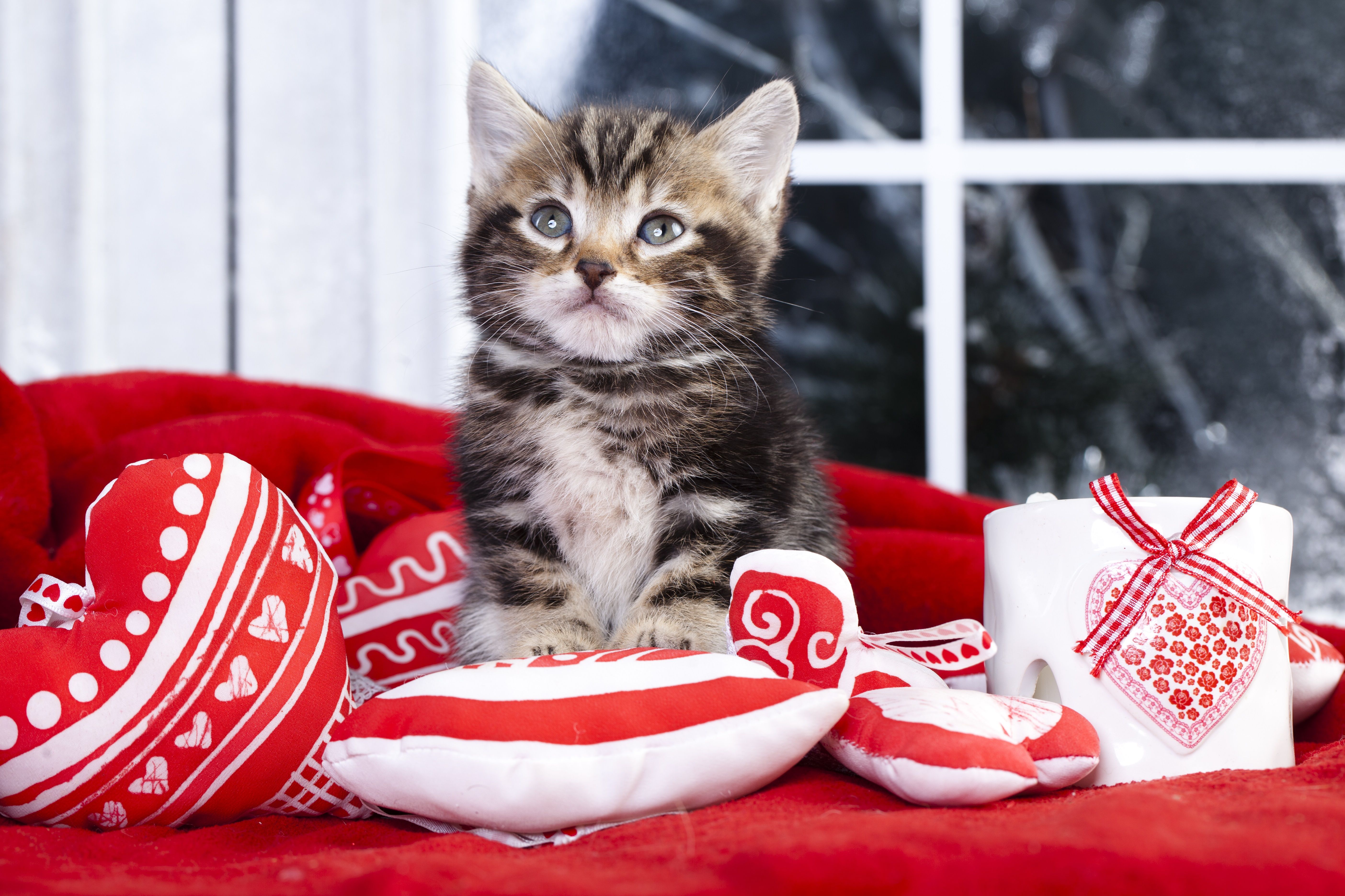 Cats Who Want To Be Your Valentine This Valentine's Day [PICTURES]. Cat care, Your pet, Cats