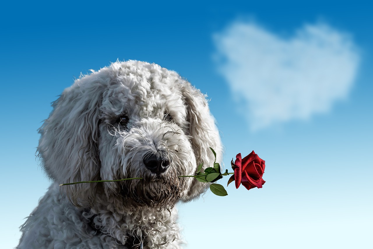 Valentine'S Day Dog Animal
