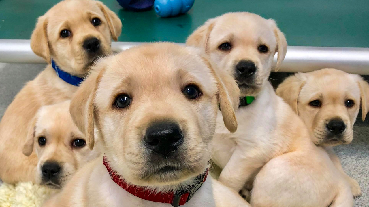 These adorable puppies may help explain why dogs understand our body language