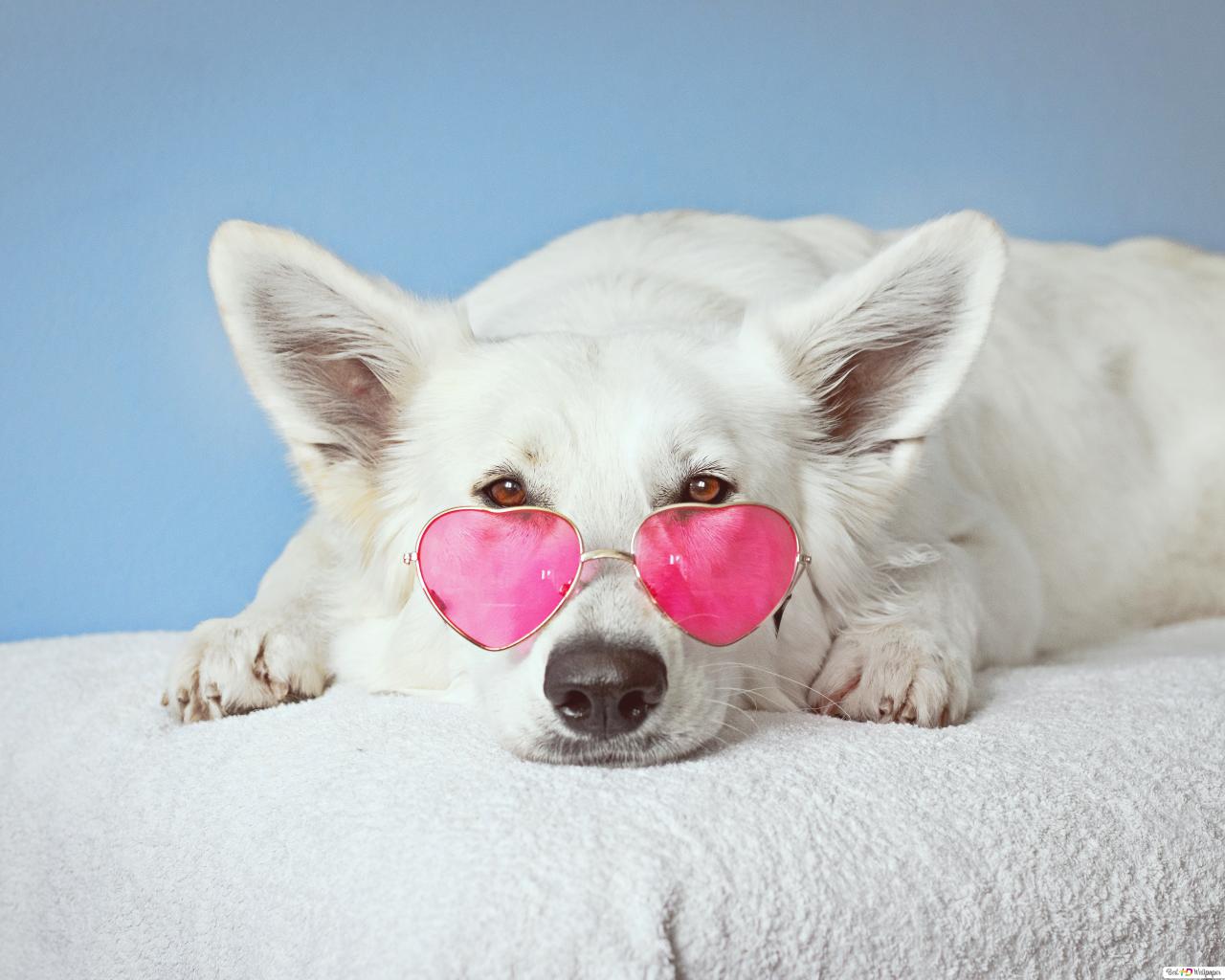 Cute white pet dog wearing pink heart shaped sunglass 4K wallpaper download