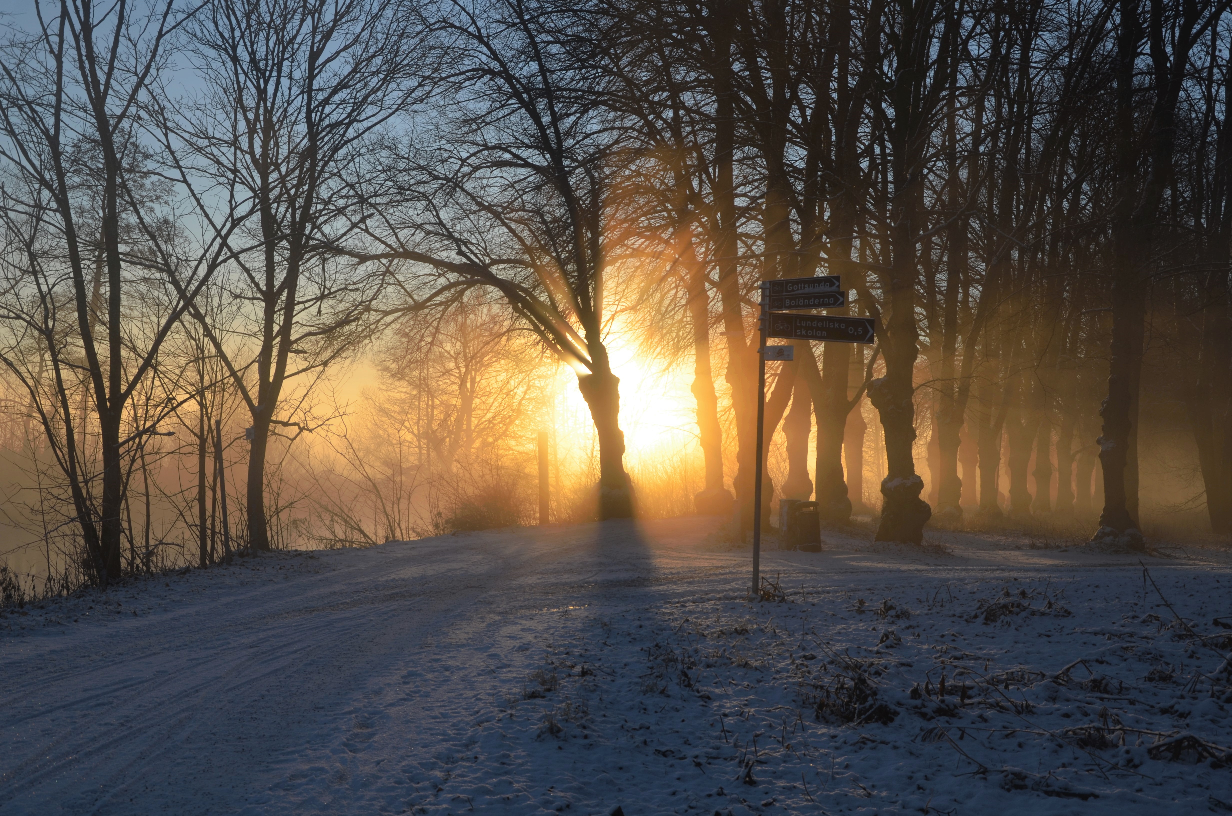 Wallpaper, sunlight, trees, landscape, forest, sunset, nature, sky, snow, winter, road, branch, sunrise, ice, evening, morning, mist, frost, Sun, atmosphere, Sunny, Sweden, path, Freezing, niebla, Sverige, light, tree, fog, day, dawn