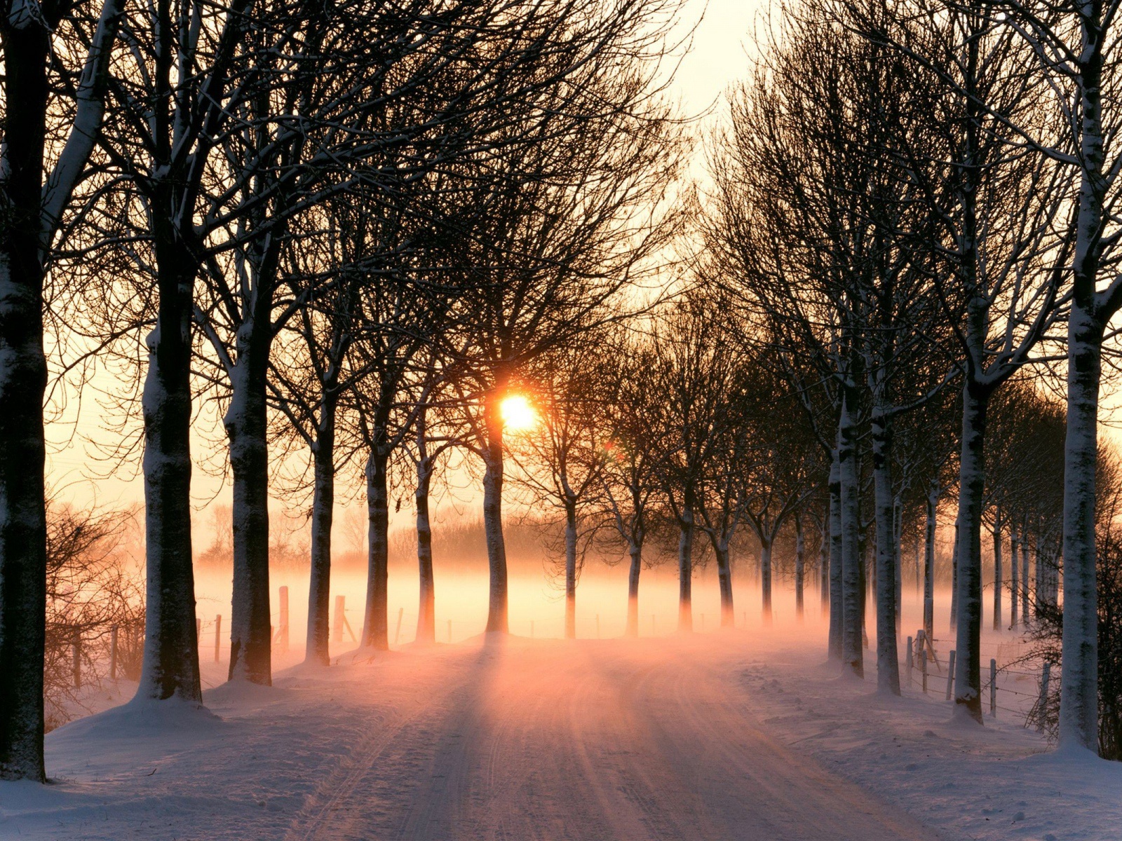 Snowy Road Bare Trees Sunny desktop PC and Mac wallpaper