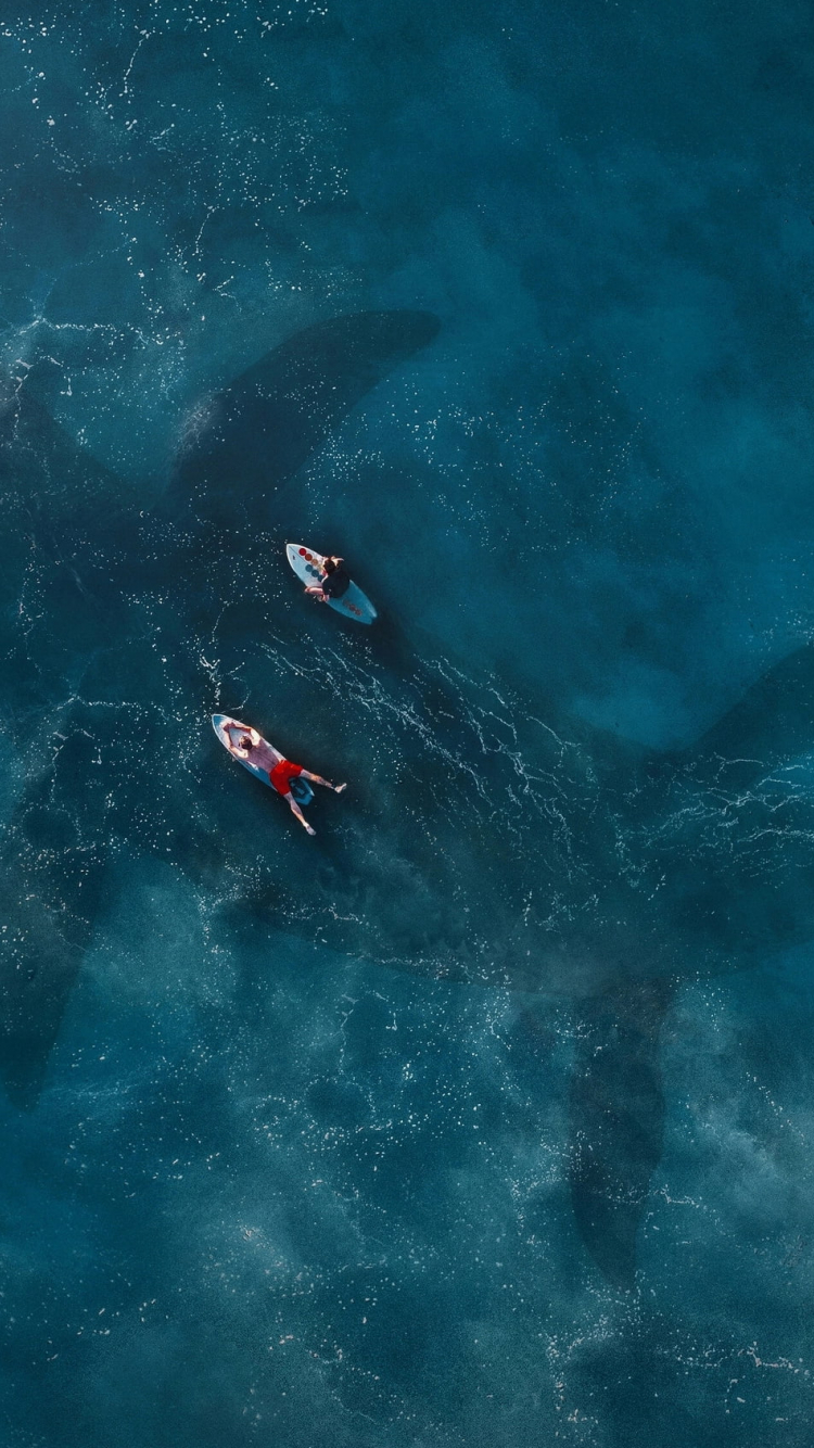 Free download HD wallpaper Mosasaurus in Jurassic World Fallen Kingdom [3000x1688] for your Desktop, Mobile & Tablet. Explore Mosasaurus Wallpaper. Mosasaurus Wallpaper