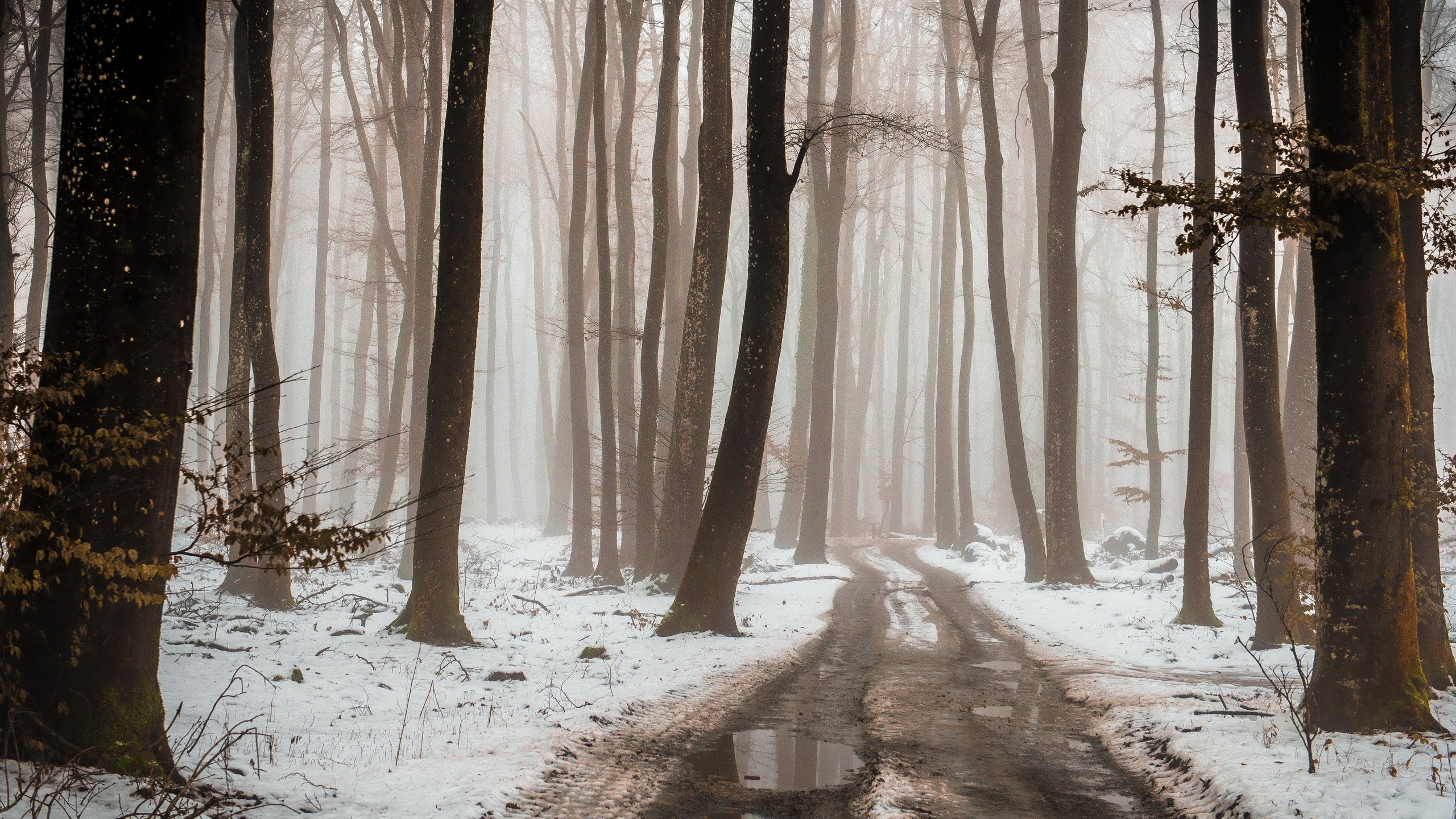 Forest Plants Trees Path Dirtroad Snow Winter Mist Puddle Beige Poland Wallpaper:2560x1440