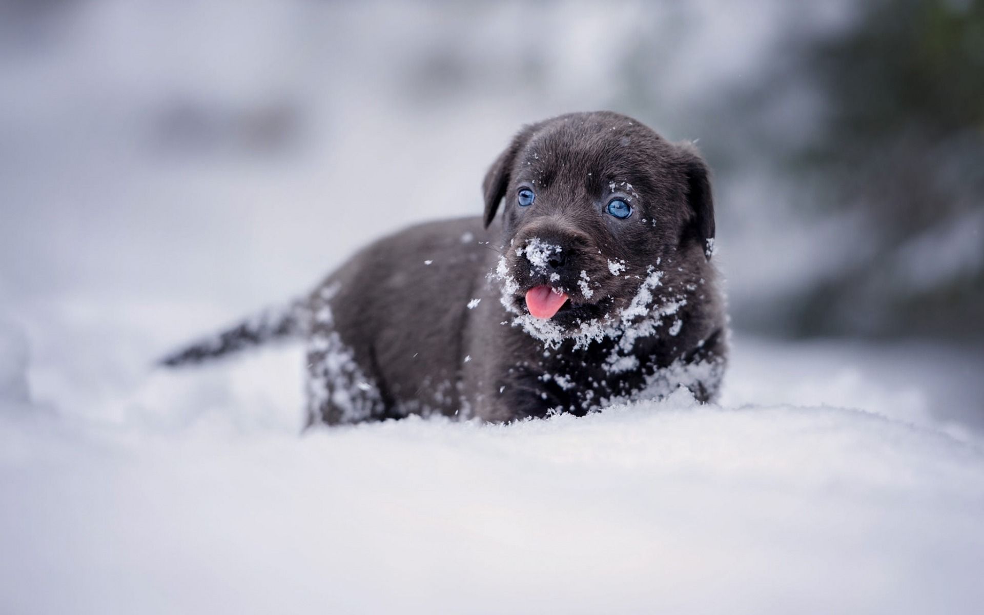 Cute Winter Puppy Wallpaper
