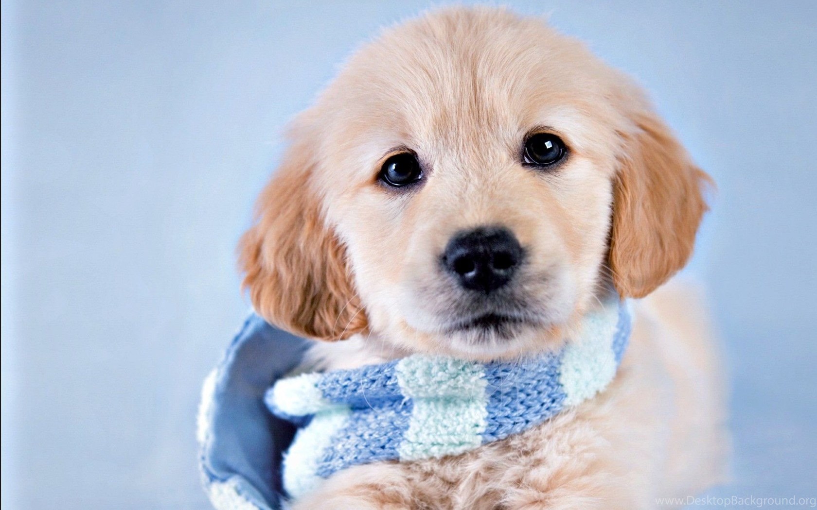 Dogs: Puppy Animal Rachael Hale Winter Blue Scarf Dog Cute Catei. Desktop Background
