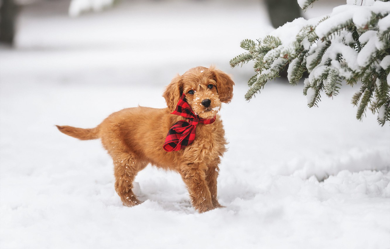 Wallpaper winter, look, snow, branches, red, nature, spruce, dog, red, Christmas, the snow, cute, puppy, New year, bow, needles image for desktop, section собаки