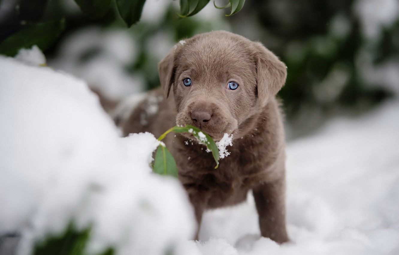 Wallpaper Winter, Leaves, Snow, Leaf, Dog, Small, Baby, Muzzle, Cute, Puppy, Brown, Retriever, Blue Eyed Image For Desktop, Section собаки
