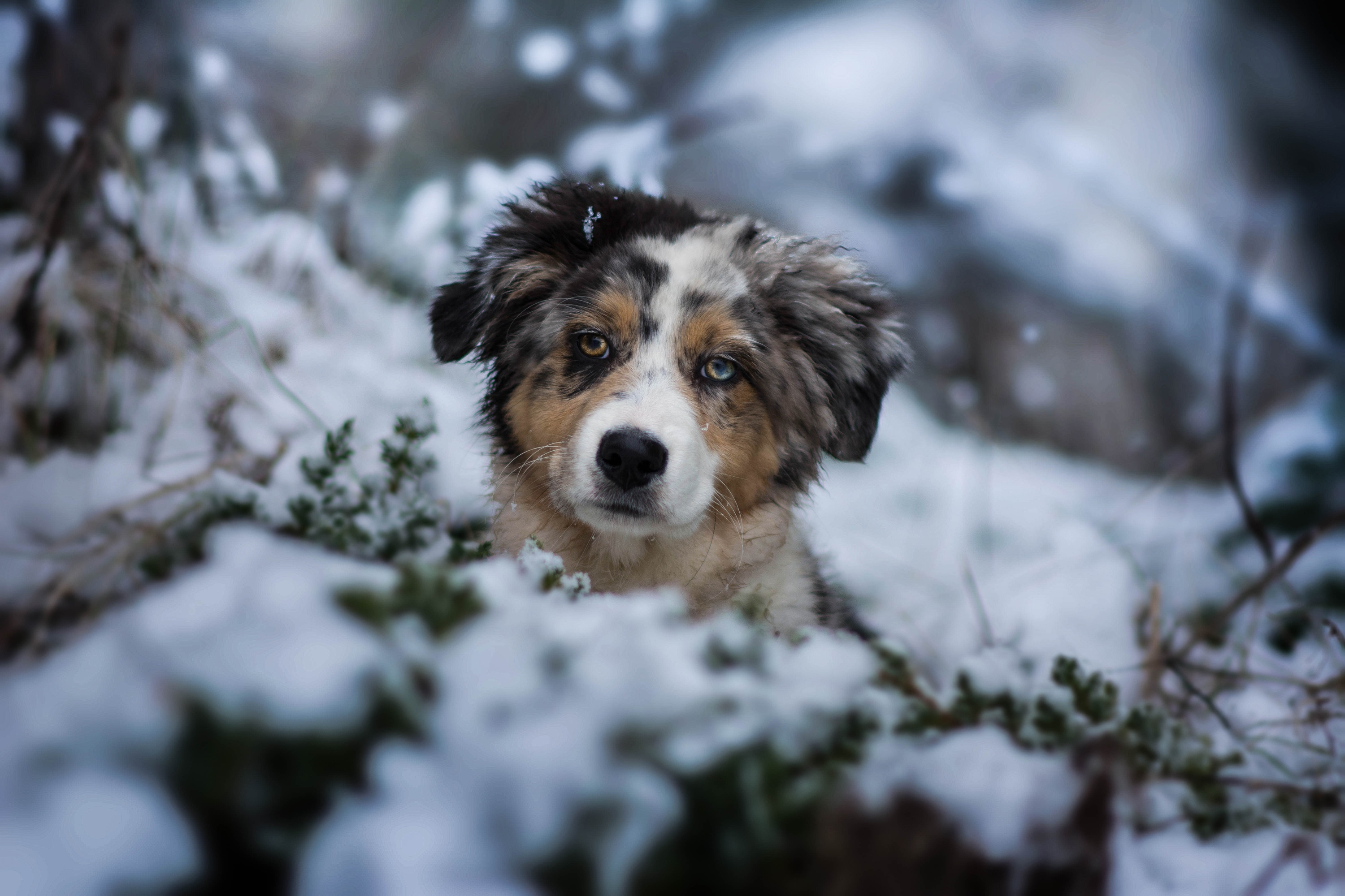 Australian Shepherd Baby Animal Dog Pet Puppy Winter wallpaperx2000