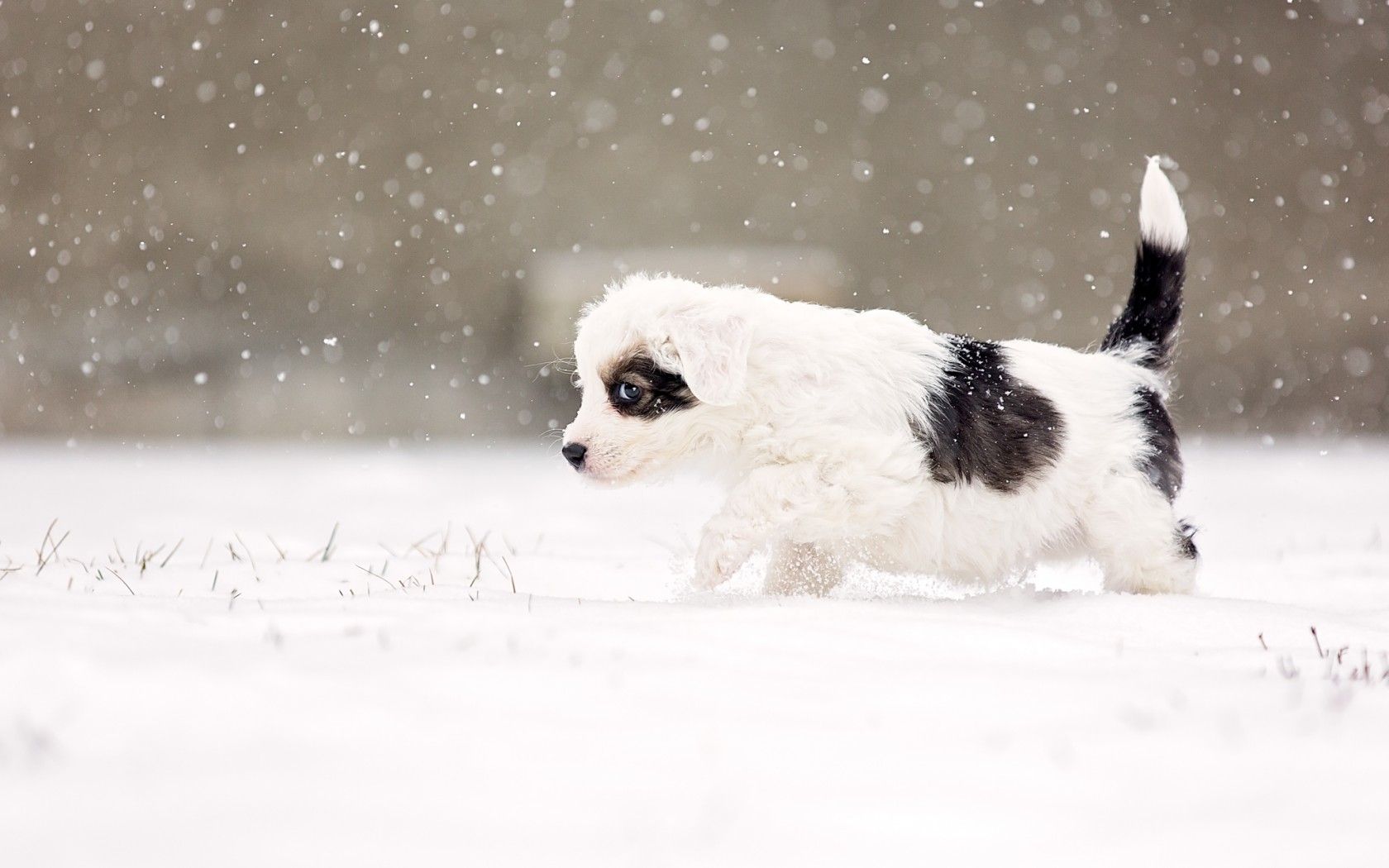 Puppies In The Snow Wallpaper