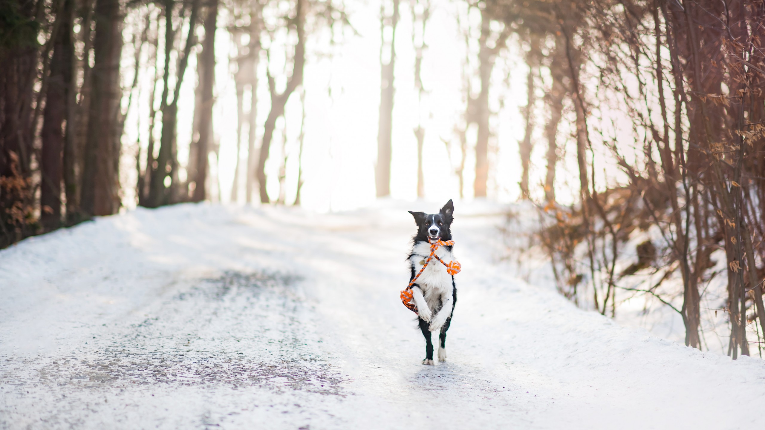 Wallpaper dog, cute animals, winter