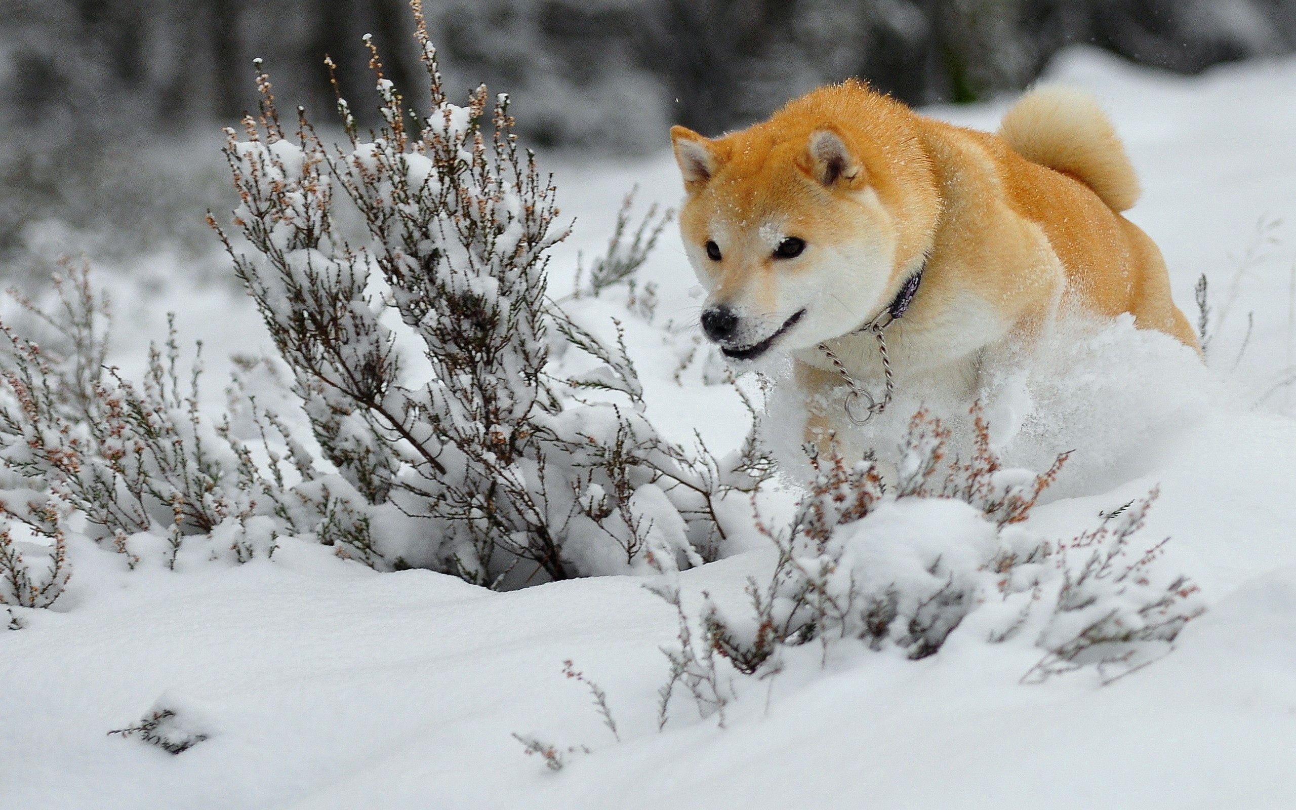 Download wallpaper 2560x1600 dog, puppy, snow, run, jump HD background